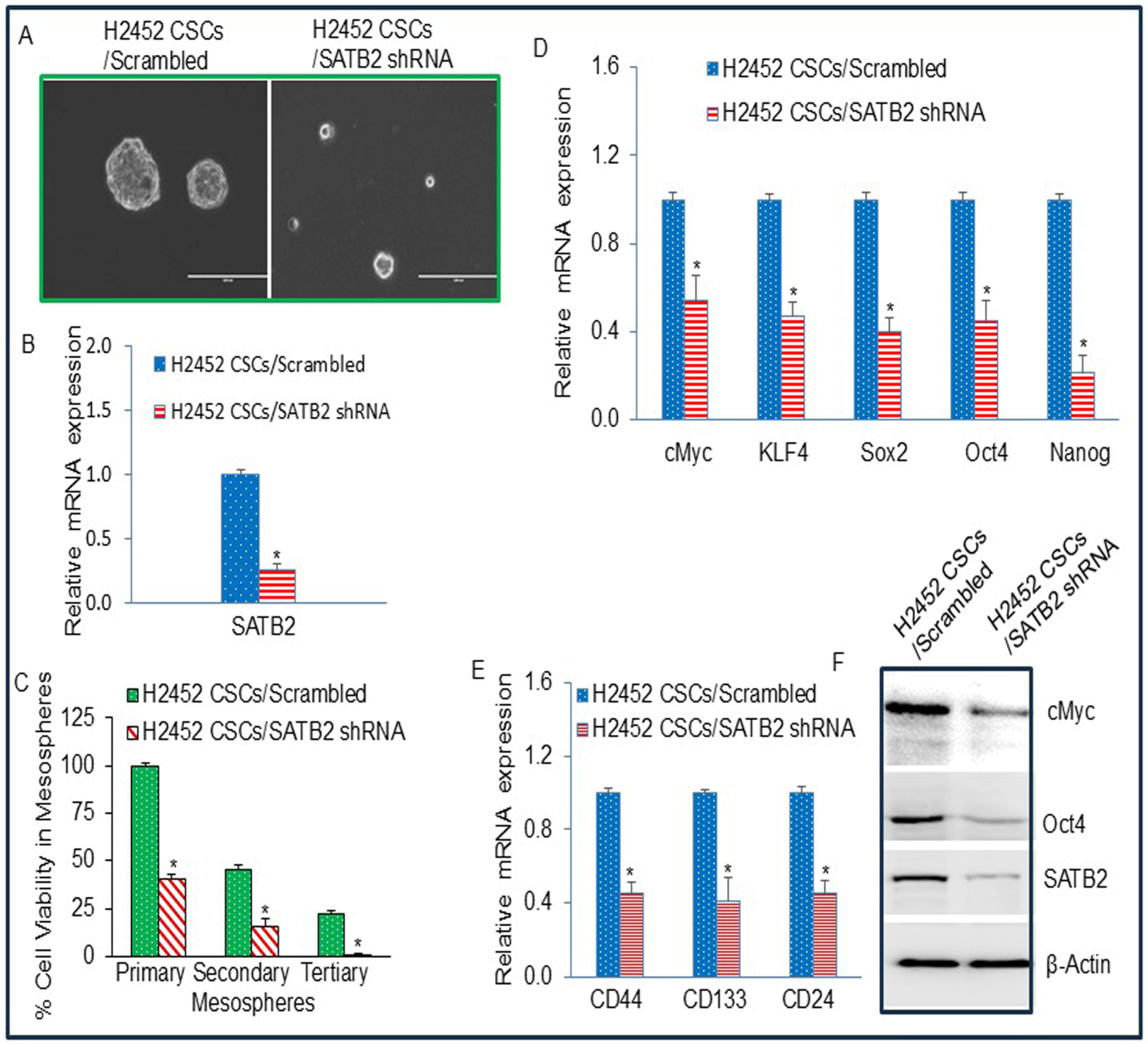 Cells 15 00283 g006 Cells 15 00283 g006