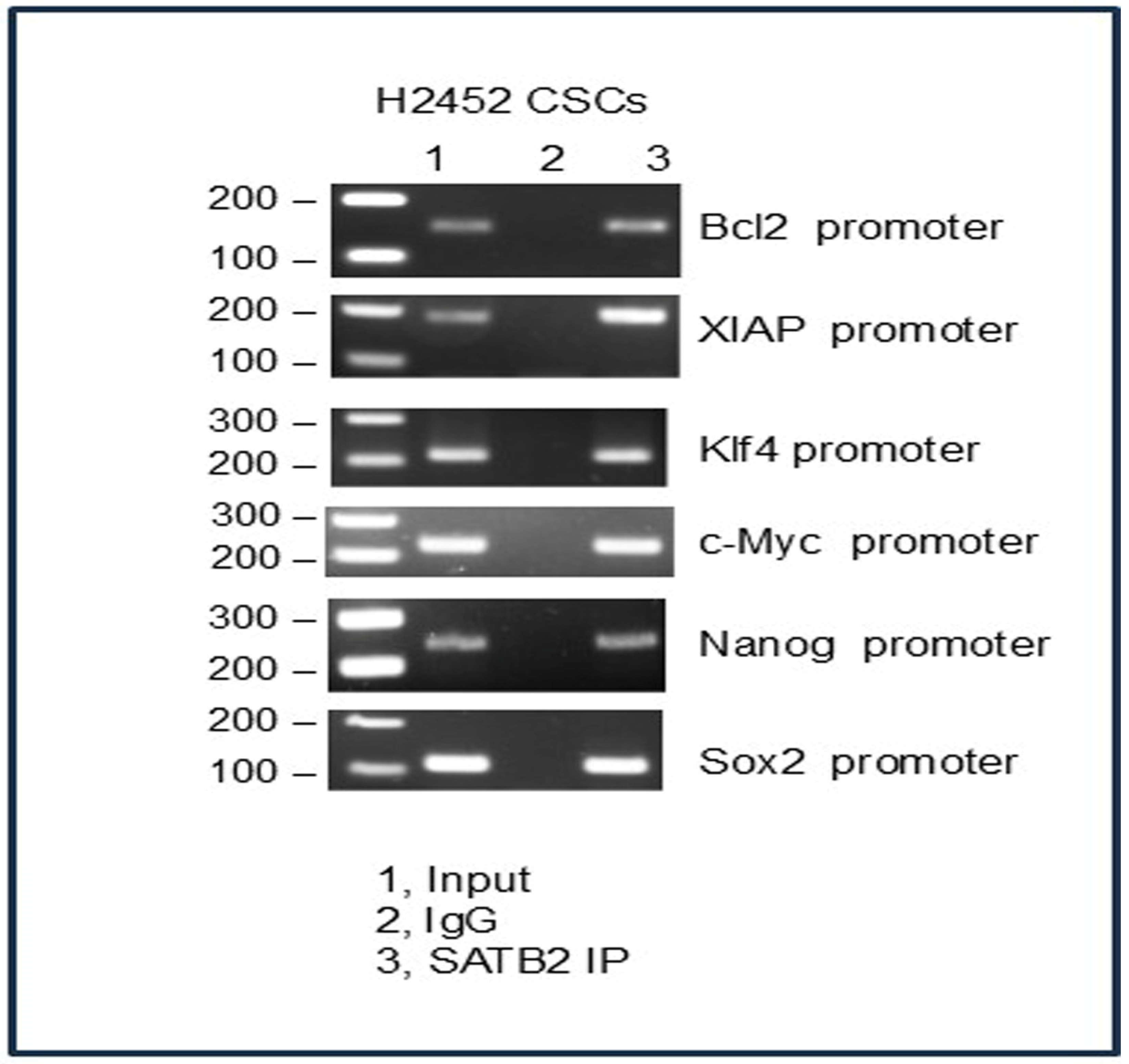 Cells 15 00283 g007 Cells 15 00283 g007