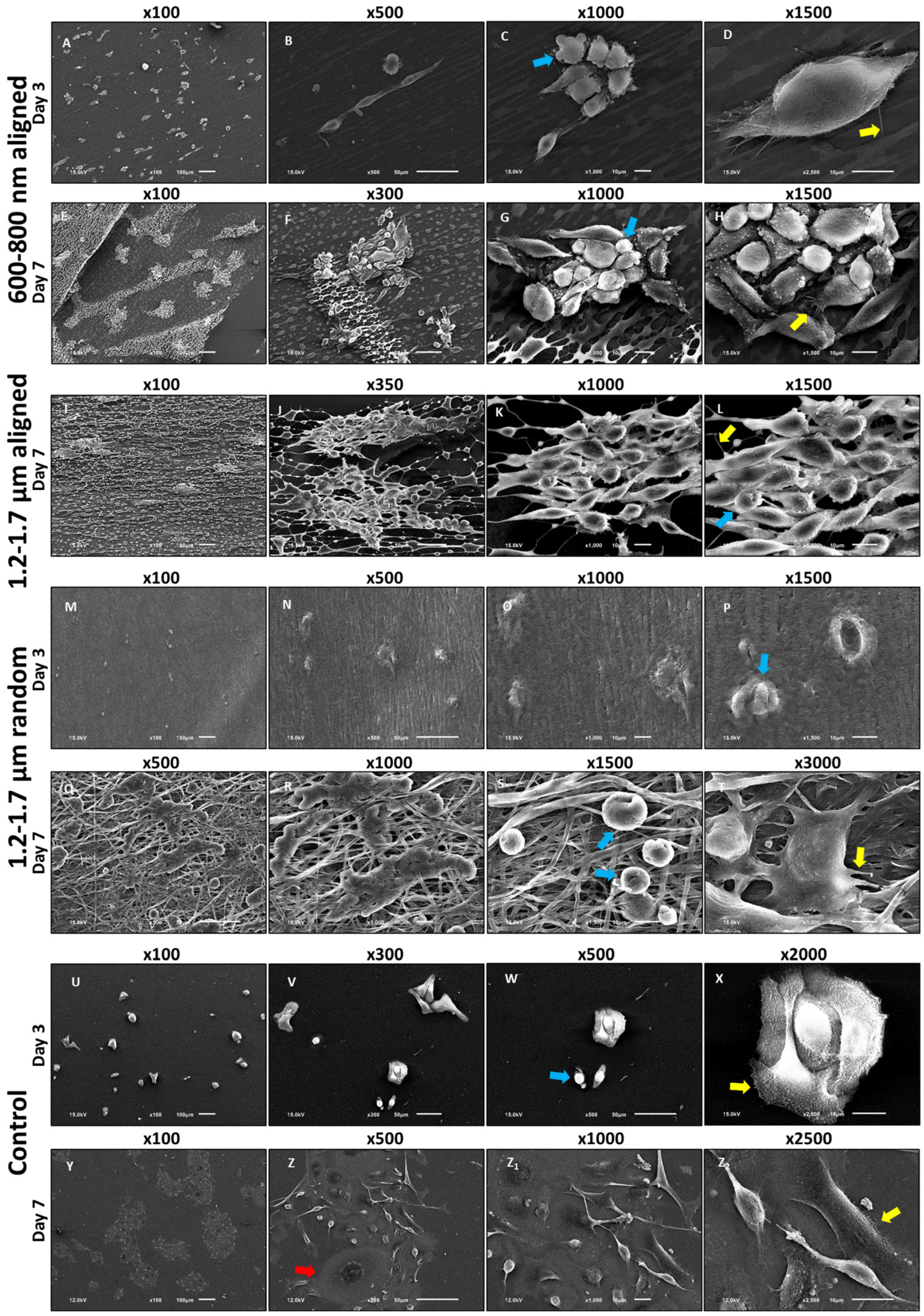 Cells 15 00300 g002