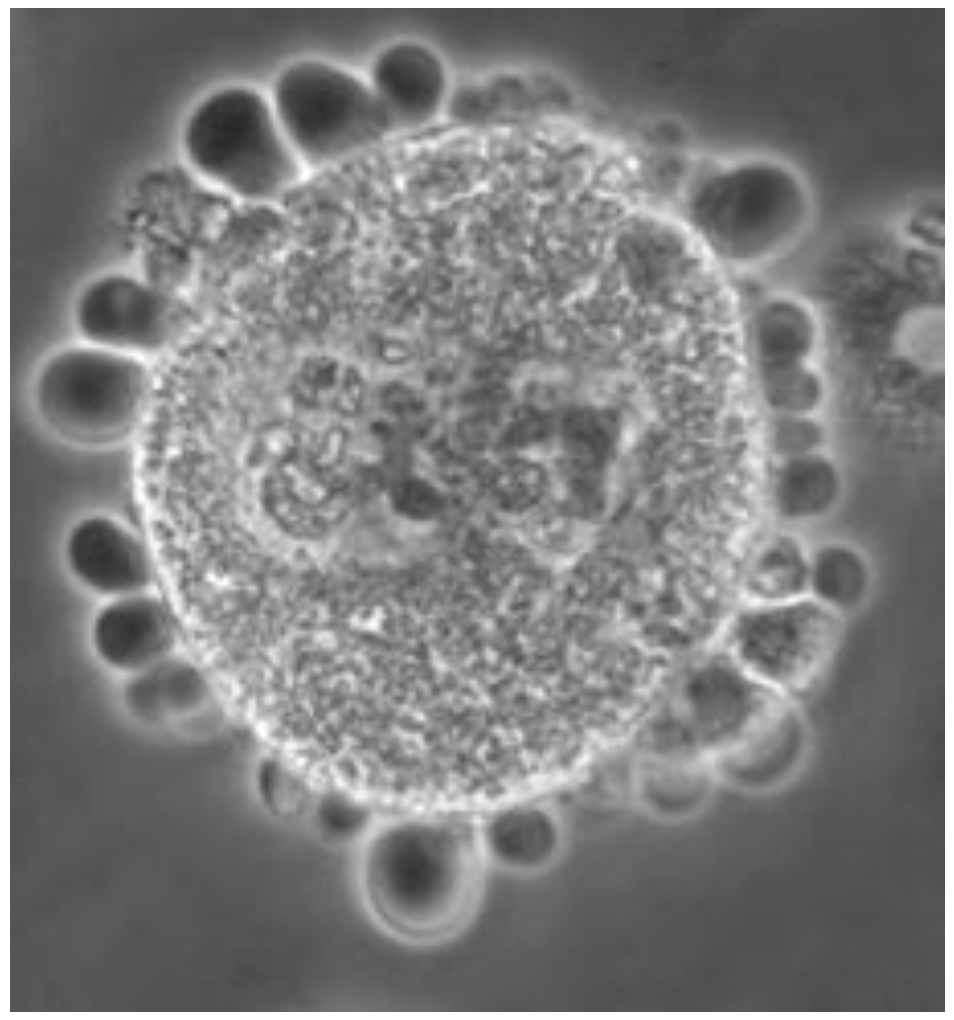 Cells 15 00302 g002 Cells 15 00302 g002