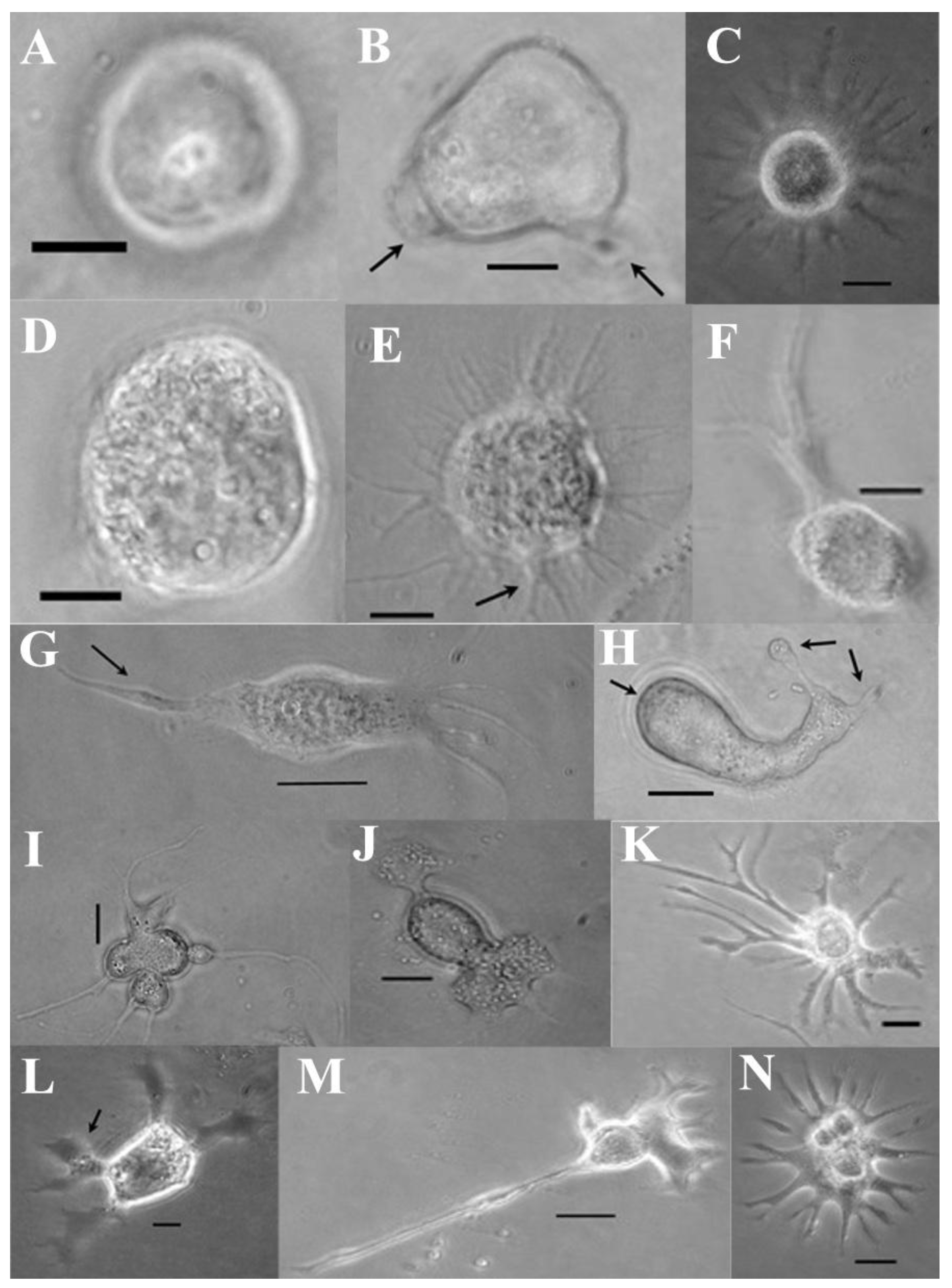 Cells 15 00302 g006 Cells 15 00302 g006
