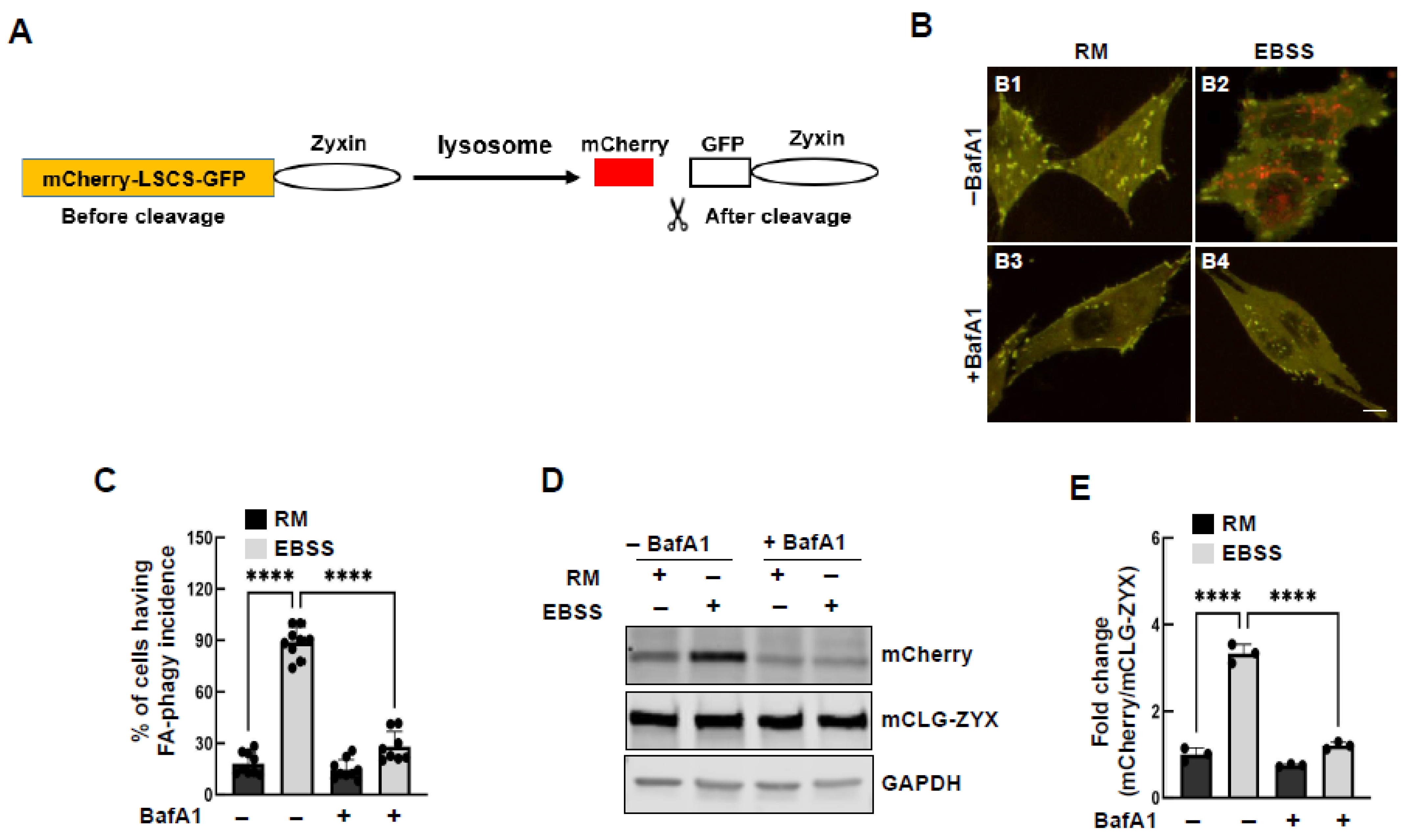 Cells 15 00306 g002 Cells 15 00306 g002