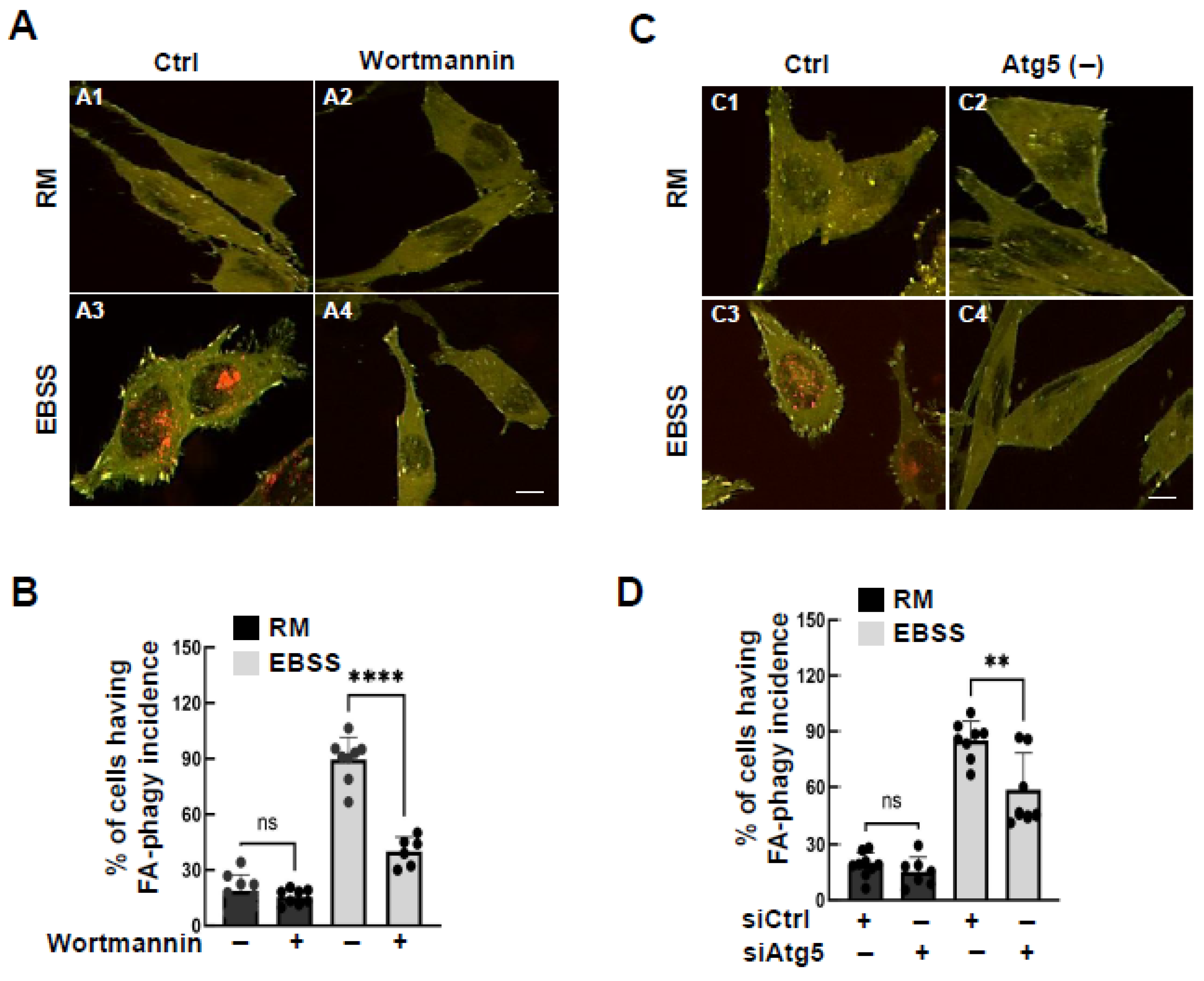 Cells 15 00306 g004 Cells 15 00306 g004