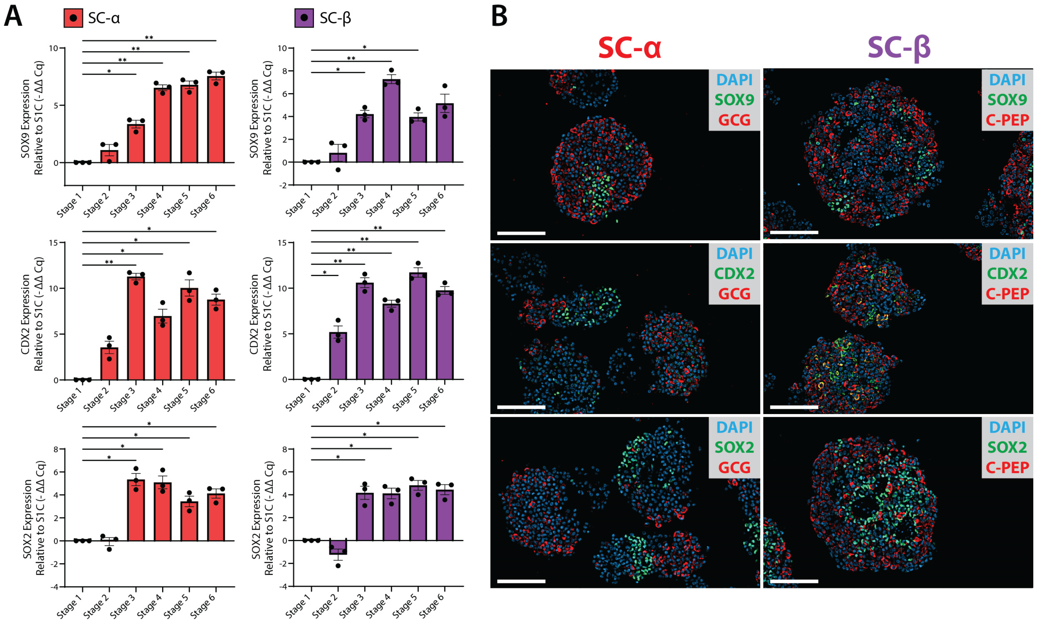 Cells 15 00314 g002 Cells 15 00314 g002