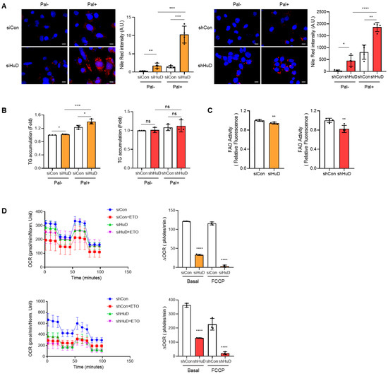 Loss of HuD Sensitizes Neuroblastoma Cells to Palmitate-Driven Stress ...