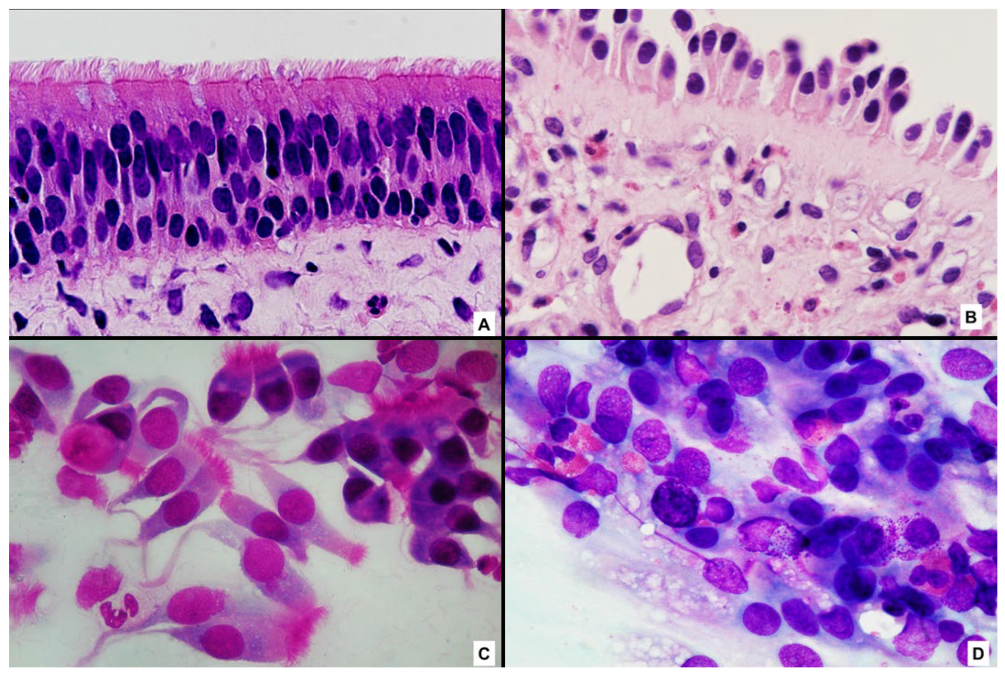 Cells 15 00323 g001