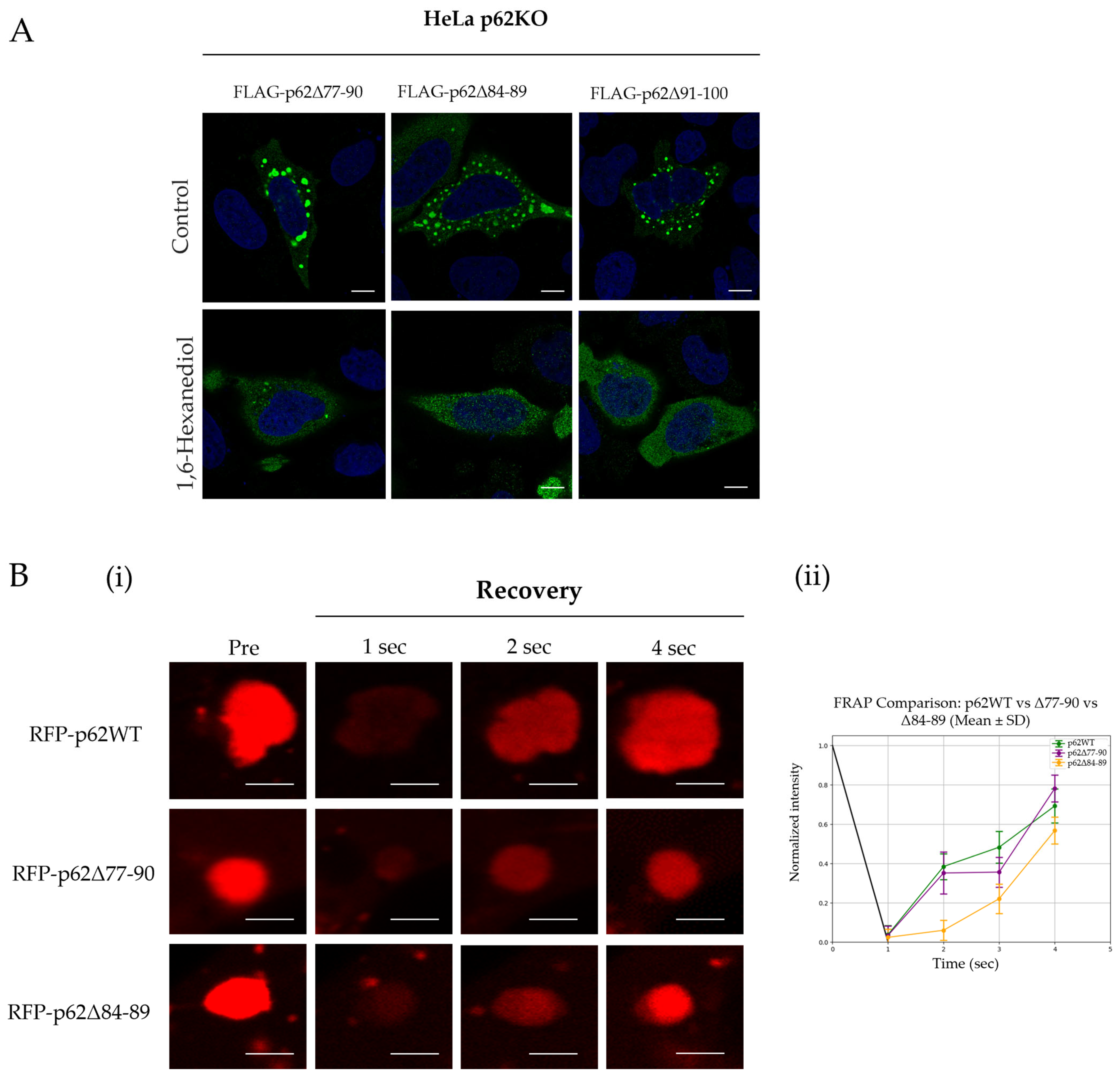 Cells 15 00335 g002 Cells 15 00335 g002