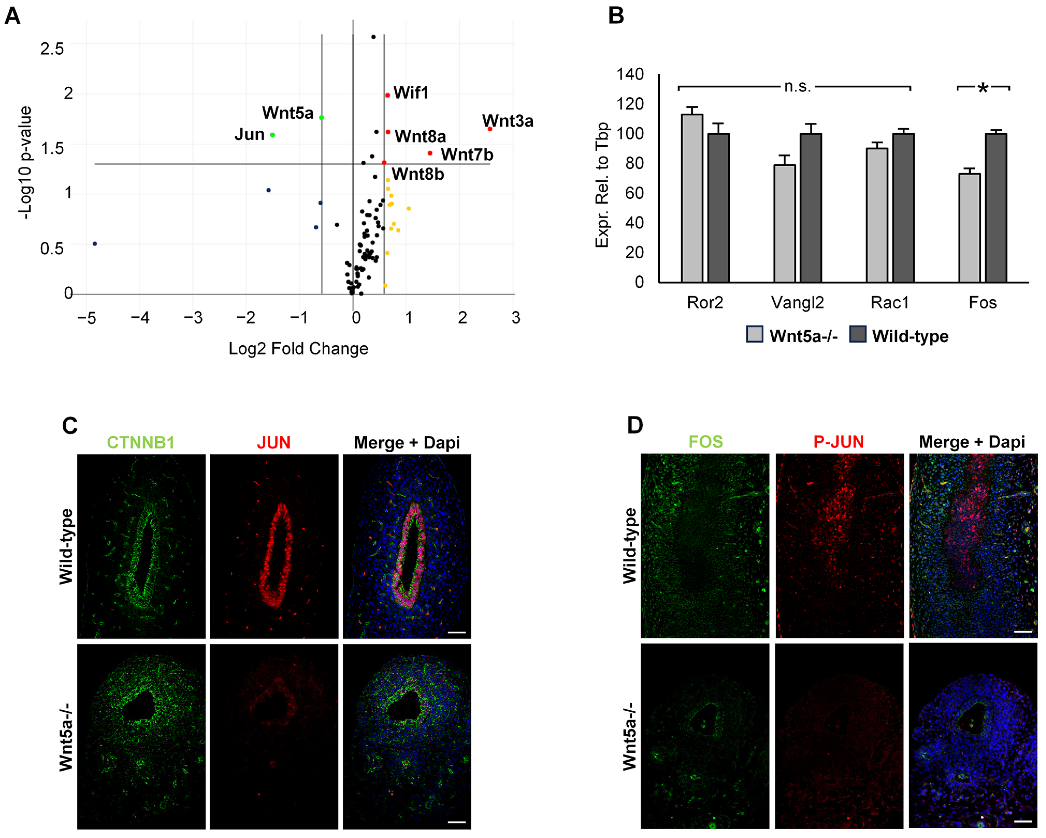 Cells 15 00359 g003 Cells 15 00359 g003