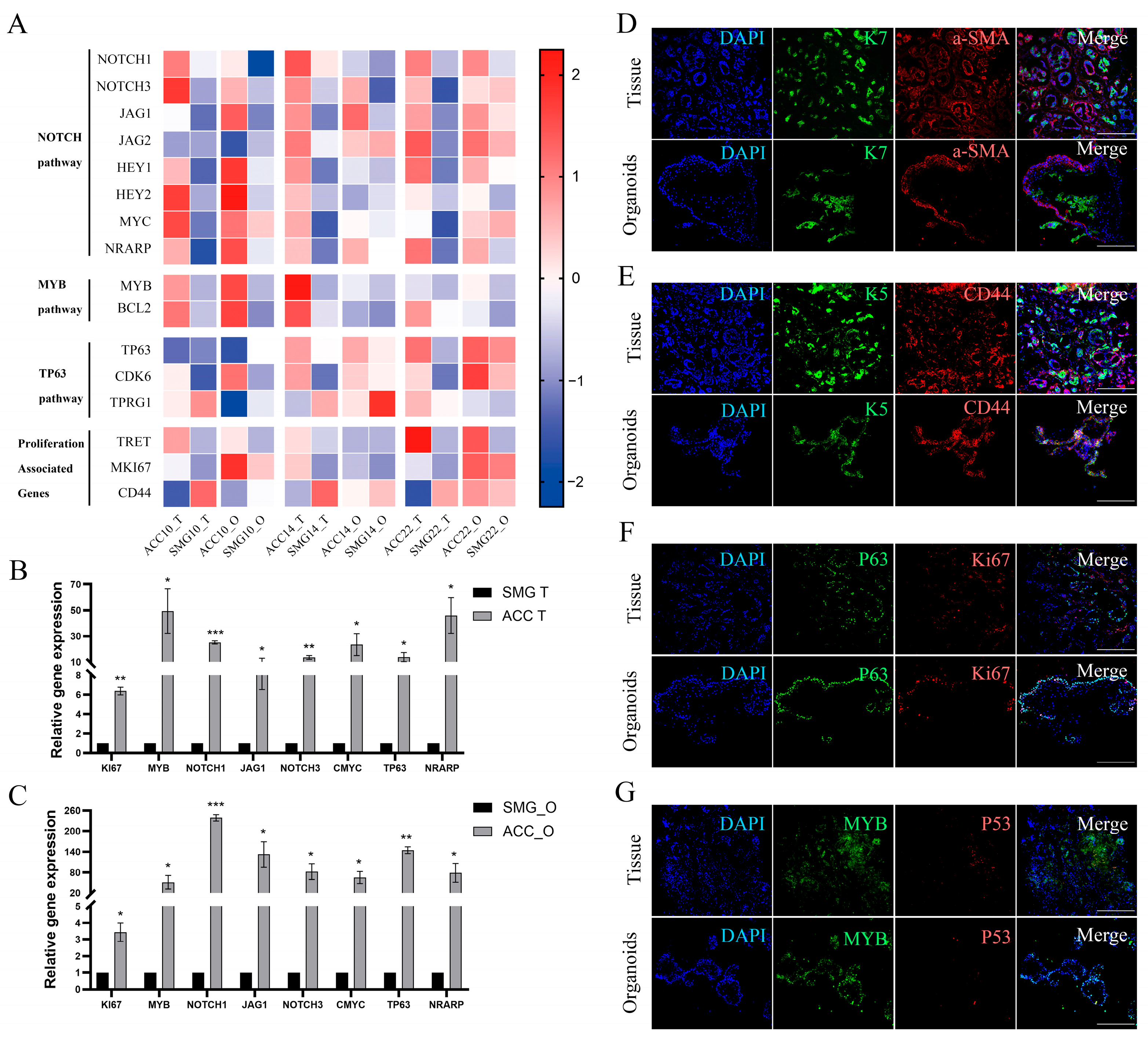 Cells 15 00383 g003 Cells 15 00383 g003