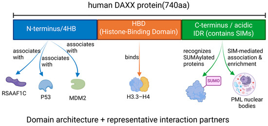 DAXX in Metabolic, Aging, and Immune Regulation: Recent Insights