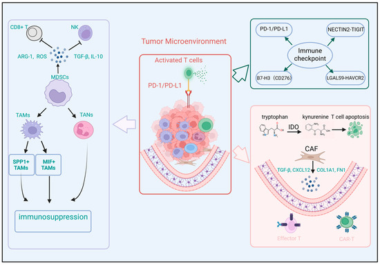 Factors Influencing Immunotherapy Response in Neuroblastoma: From