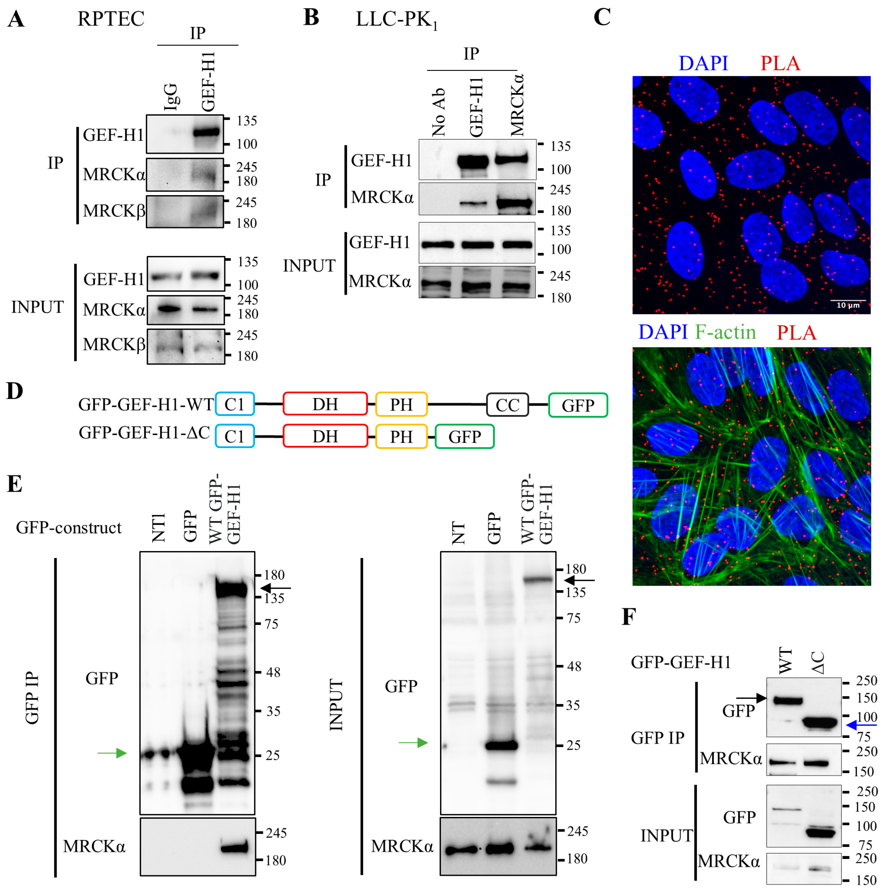 Cells 15 00447 g001 Cells 15 00447 g001