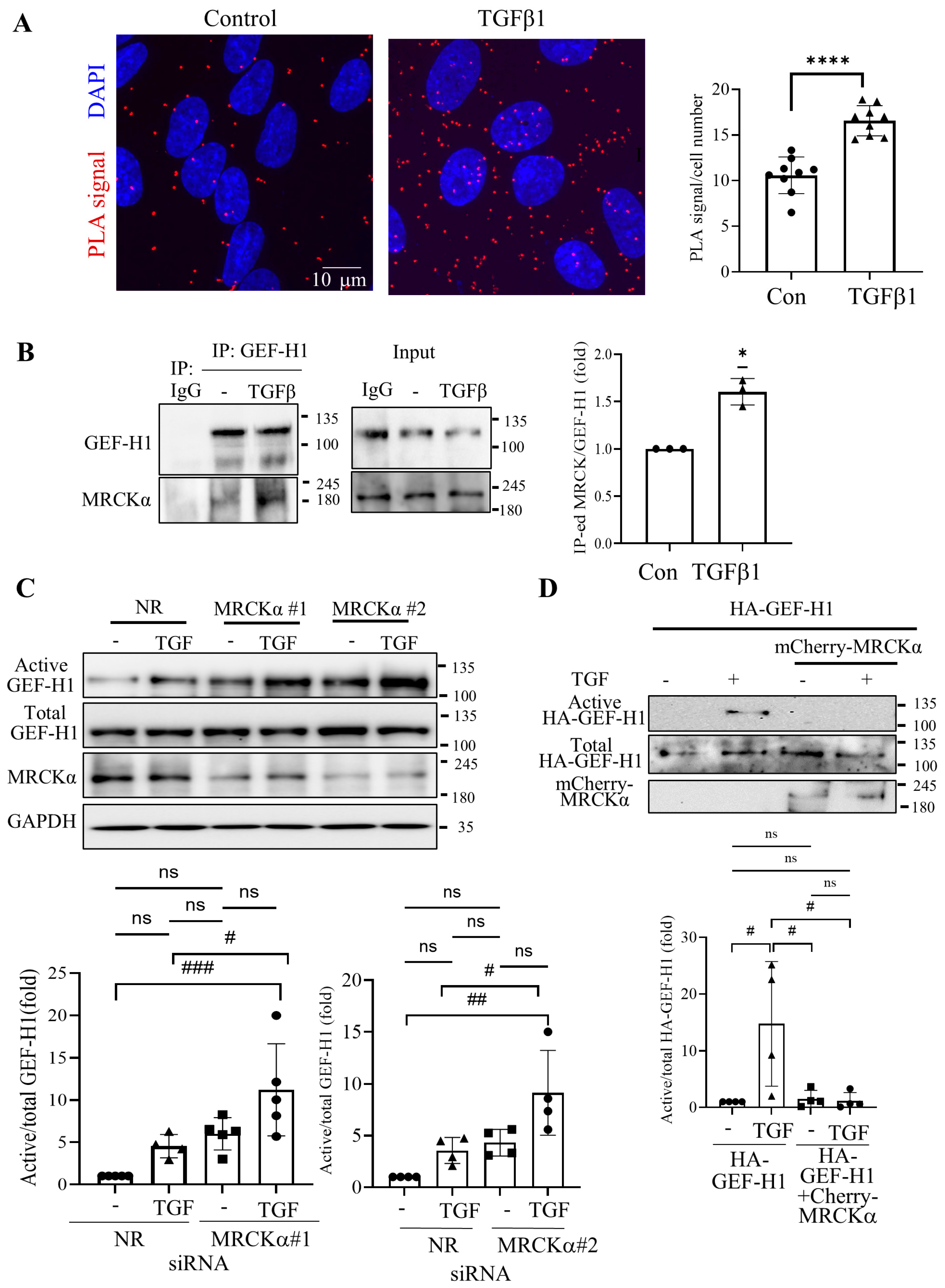 Cells 15 00447 g004 Cells 15 00447 g004