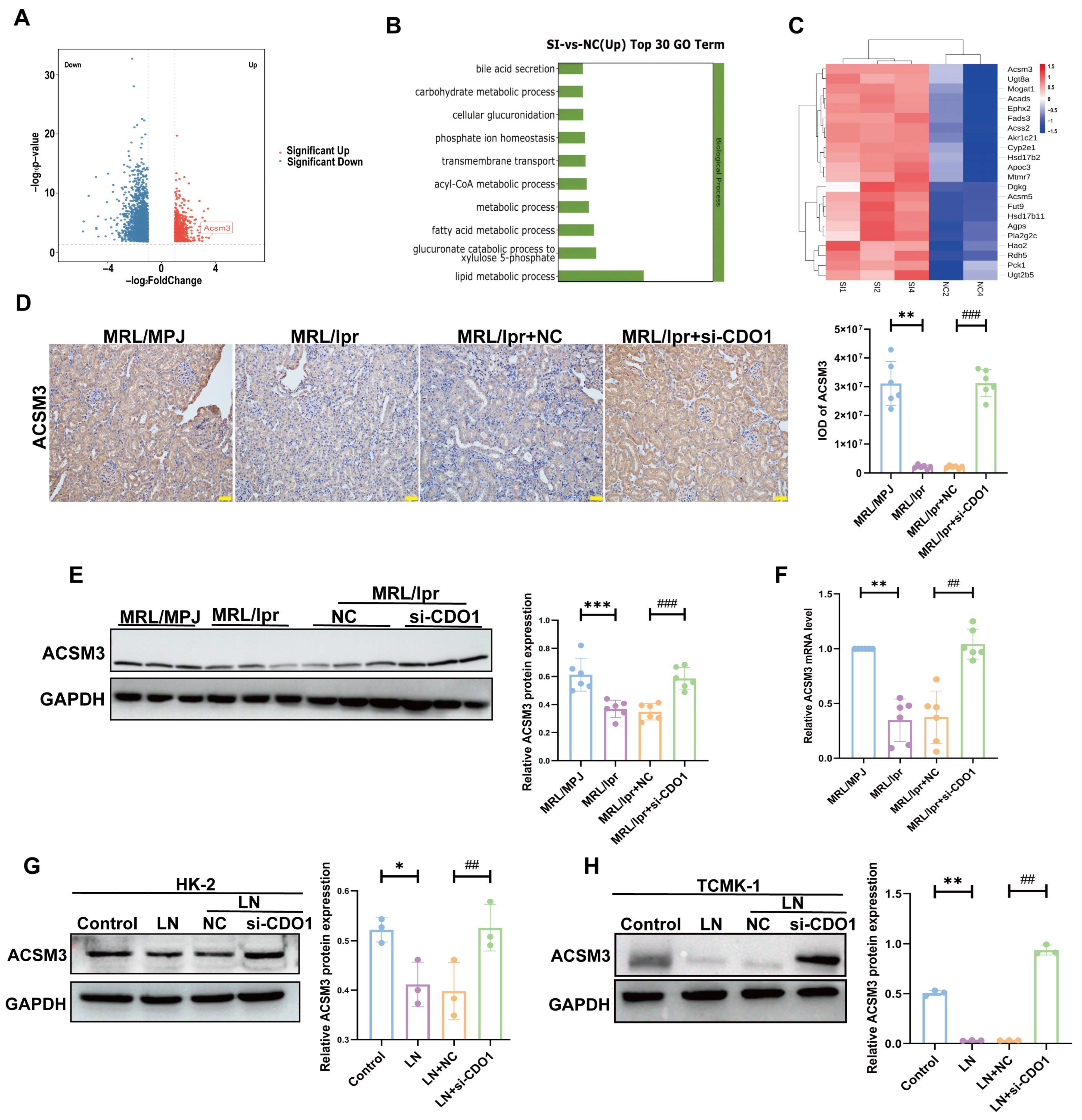 Cells 15 00461 g005