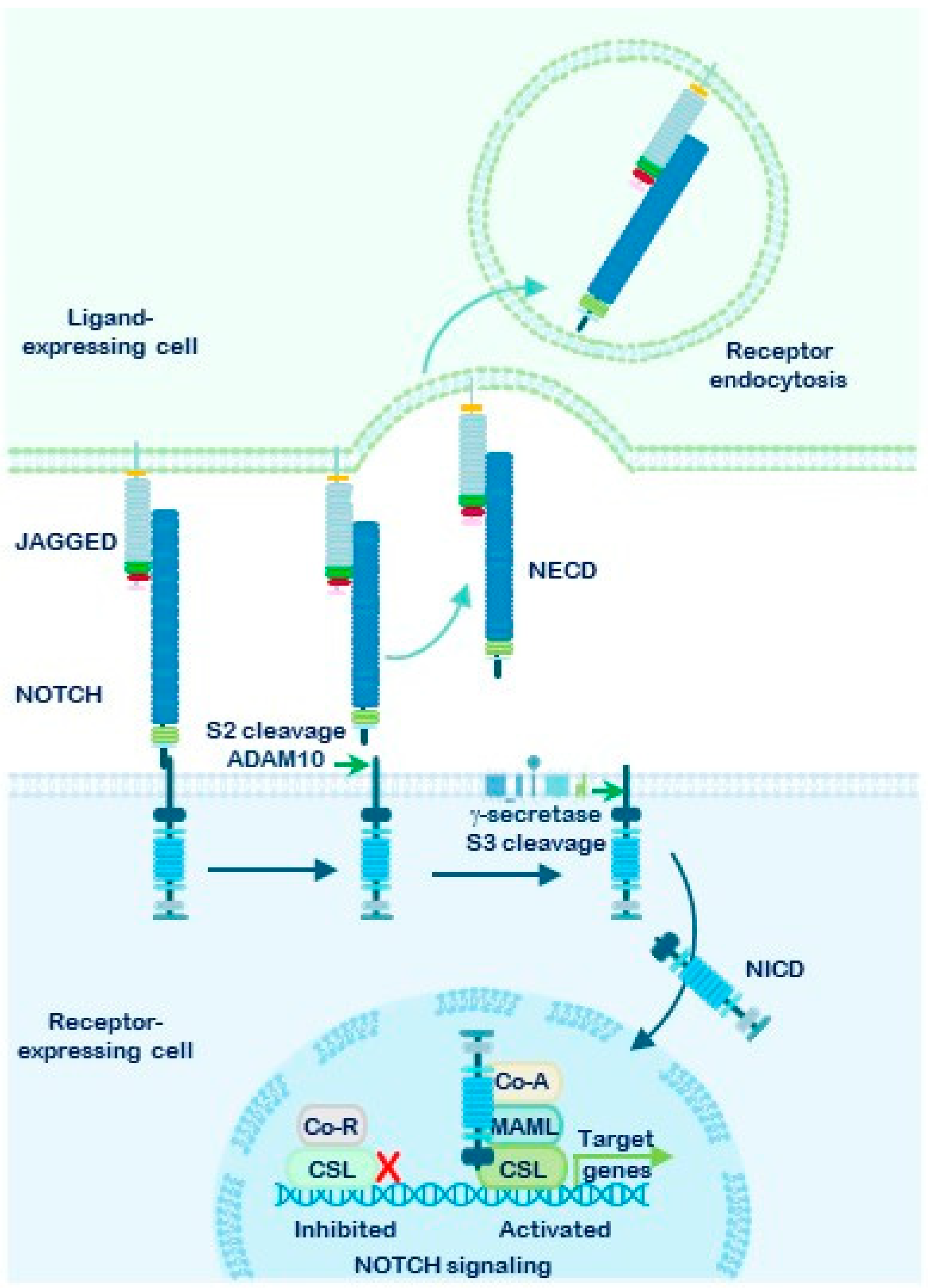 Cells 15 00468 g003 Cells 15 00468 g003