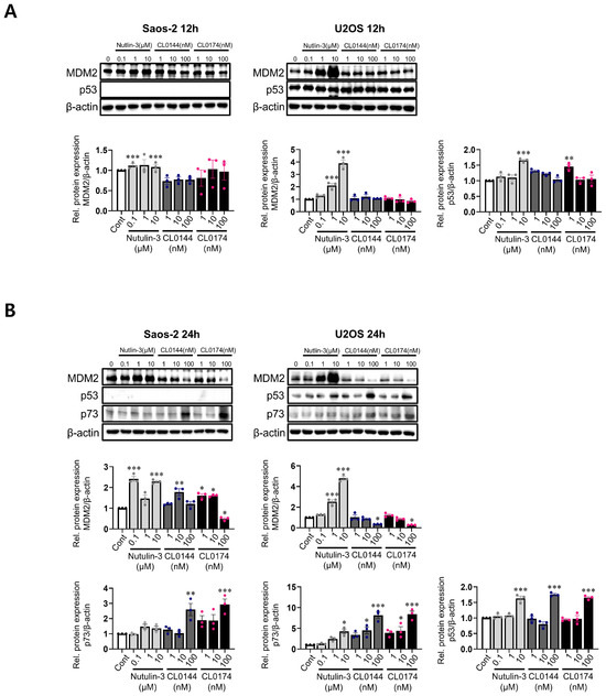 PROTAC-Mediated Targeted Degradation of MDM2 Induces Tumor