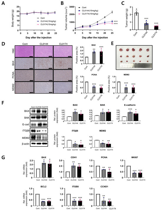 PROTAC-Mediated Targeted Degradation of MDM2 Induces Tumor