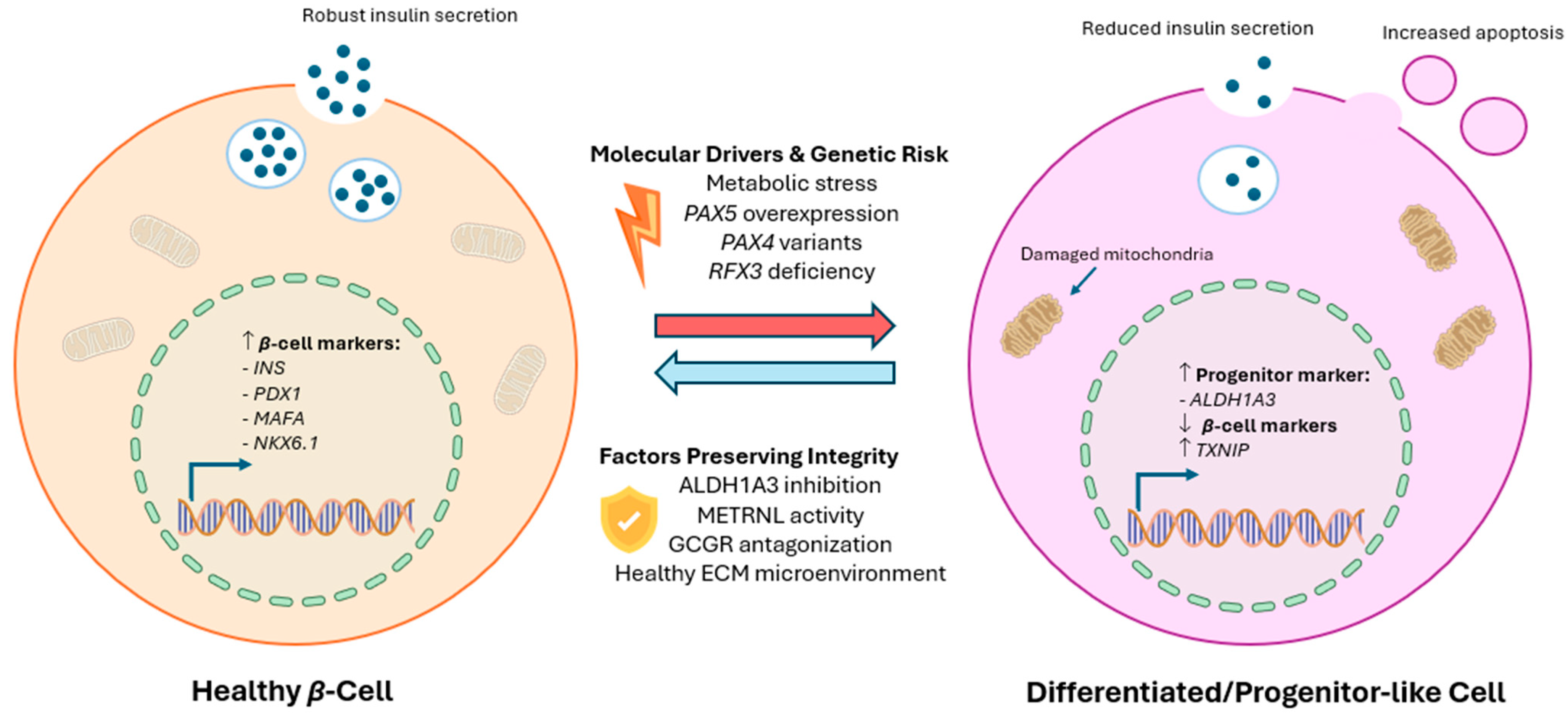 Cells 15 00475 g003 Cells 15 00475 g003