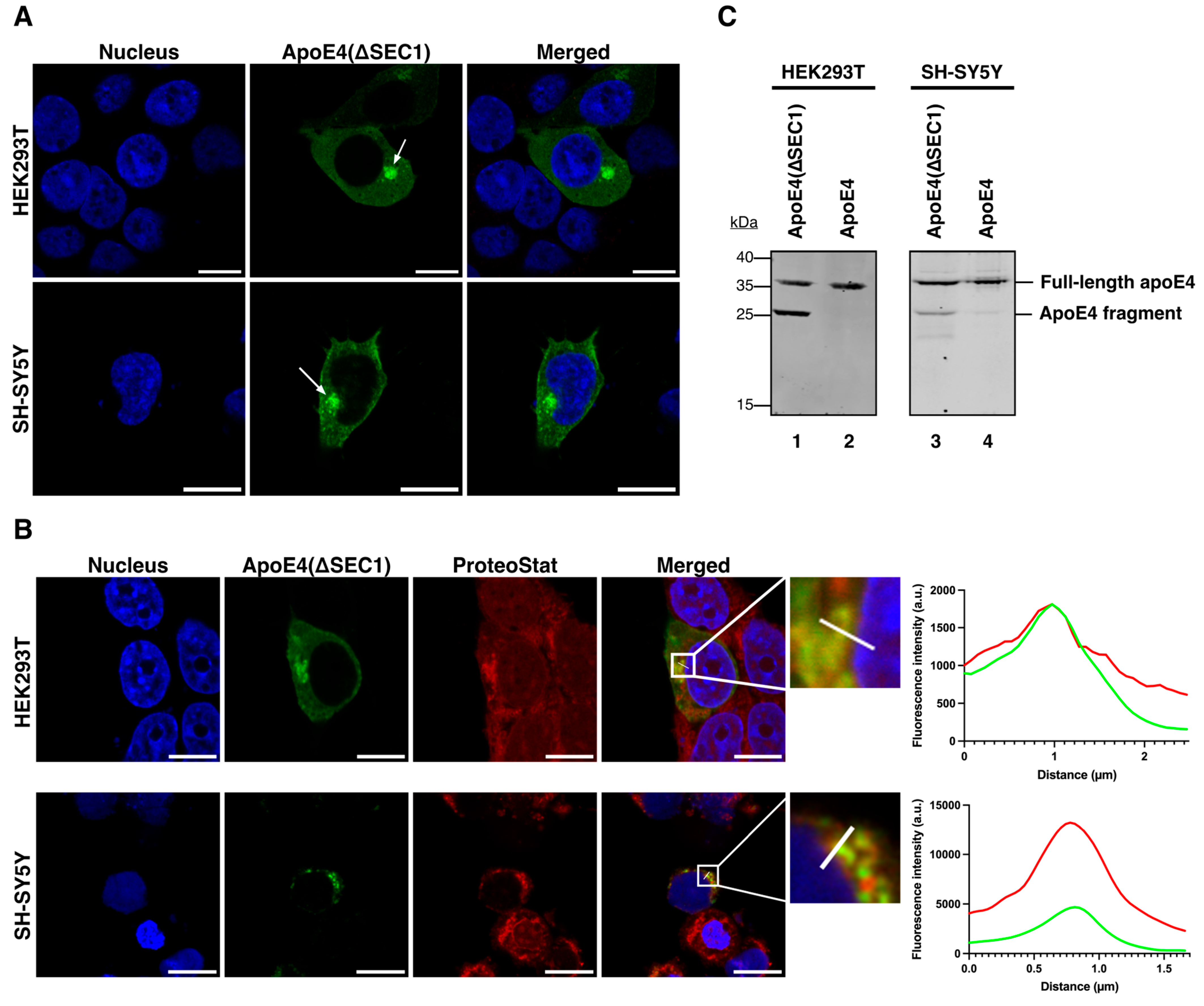 Cells 15 00479 g007