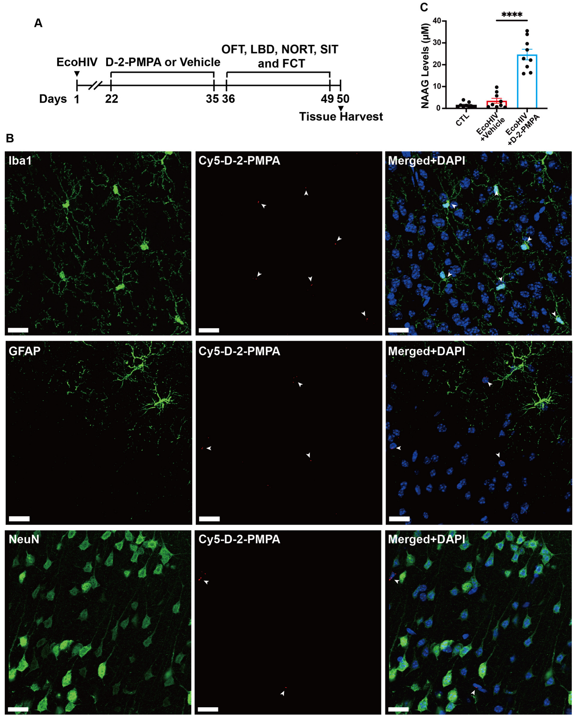 Cells 15 00502 g001 Cells 15 00502 g001