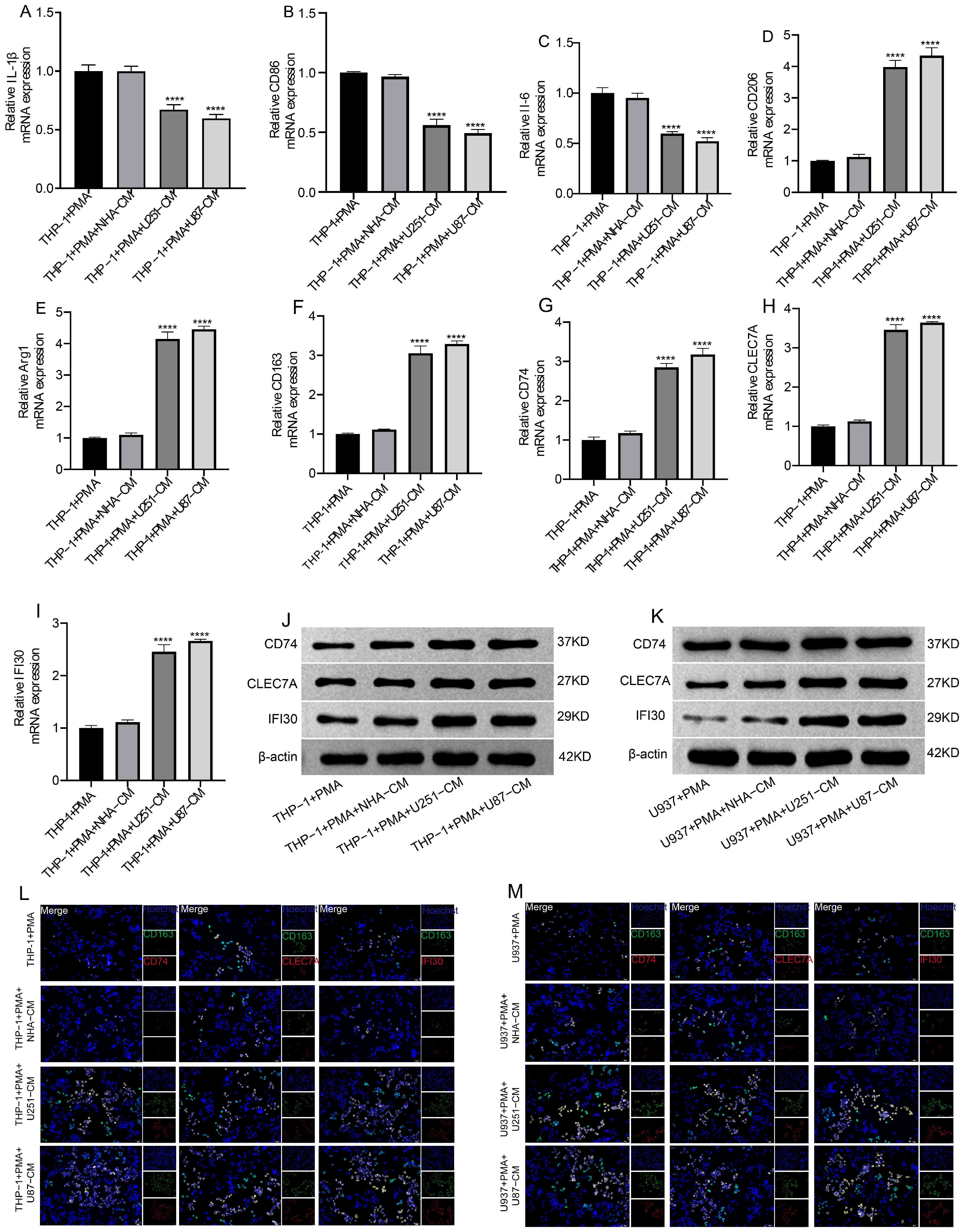Cells 15 00508 g005 Cells 15 00508 g005