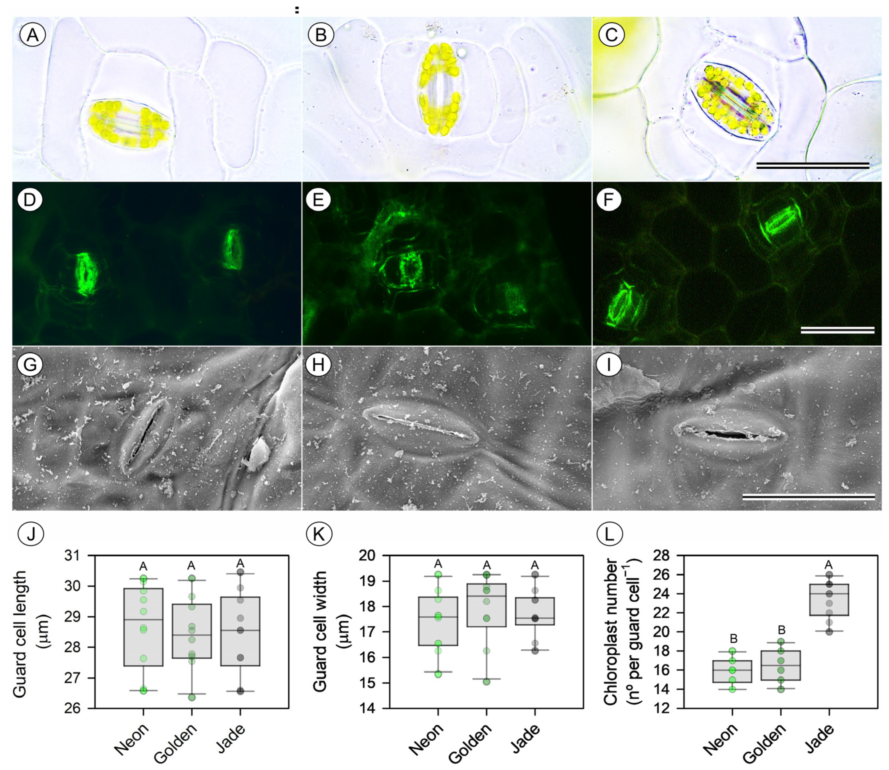 Cells 15 00514 g005 Cells 15 00514 g005