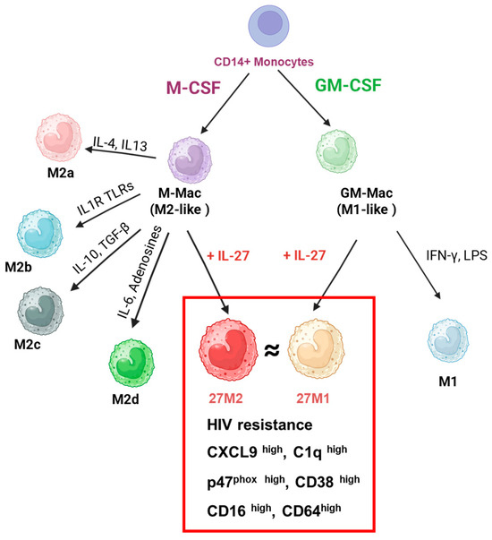 Integrated Functional and scRNA-Seq Analyses Reveal Convergence of