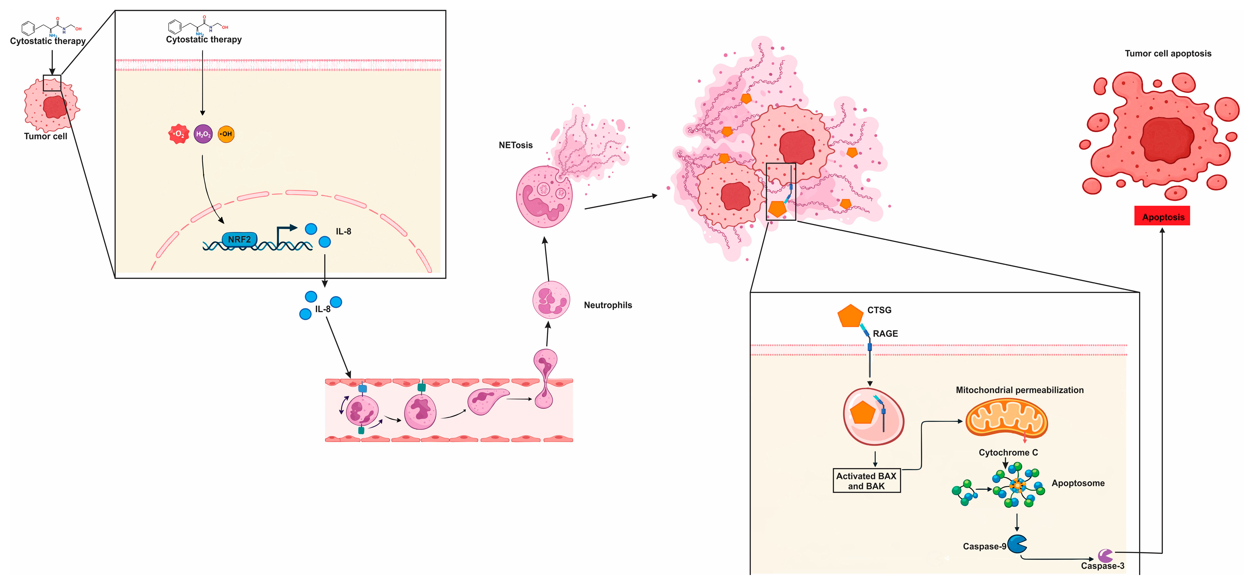 ChemoNETosis in Cancer: A Comprehensive Review of Treatment