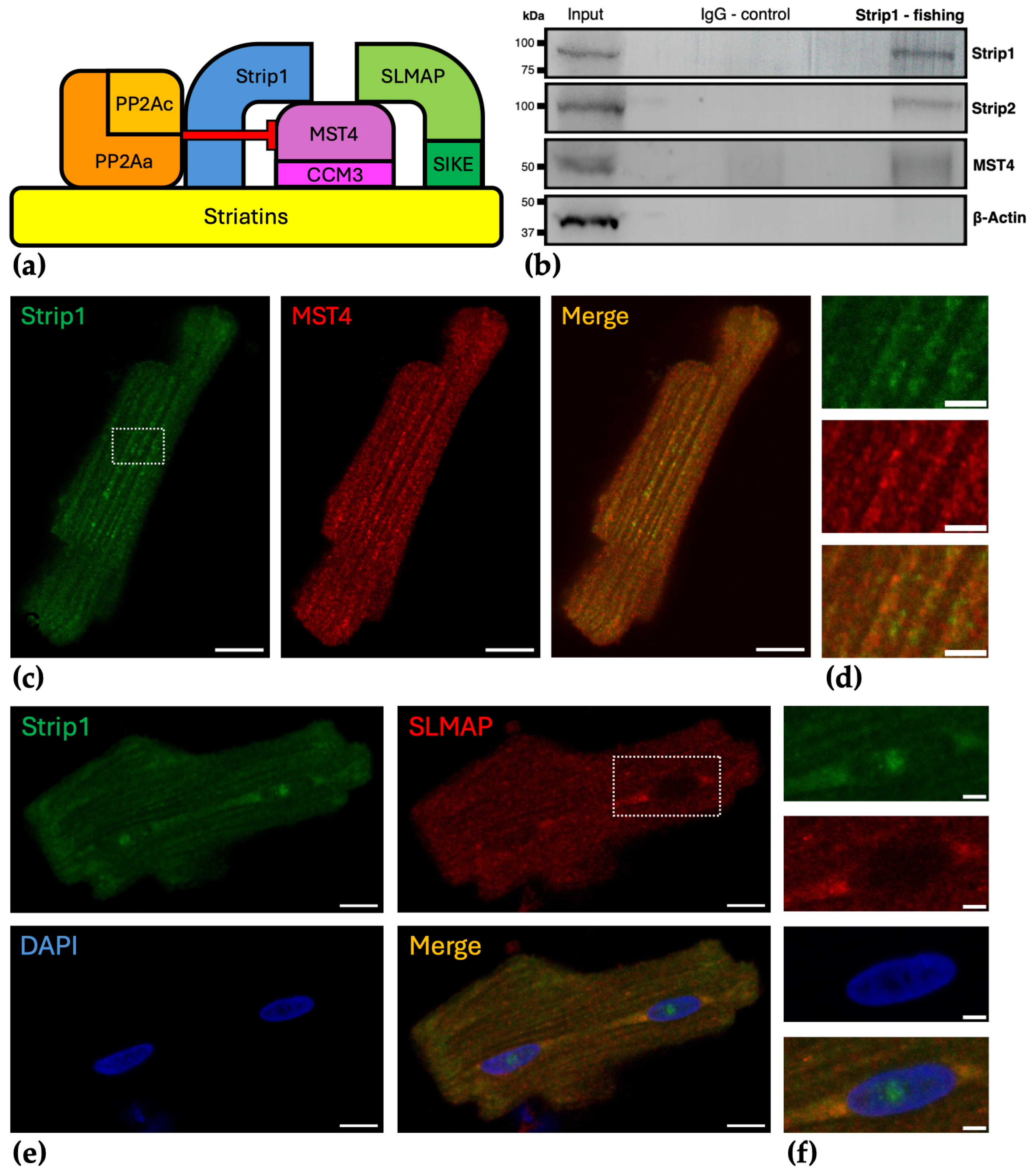 Cells 15 00540 g001 Cells 15 00540 g001