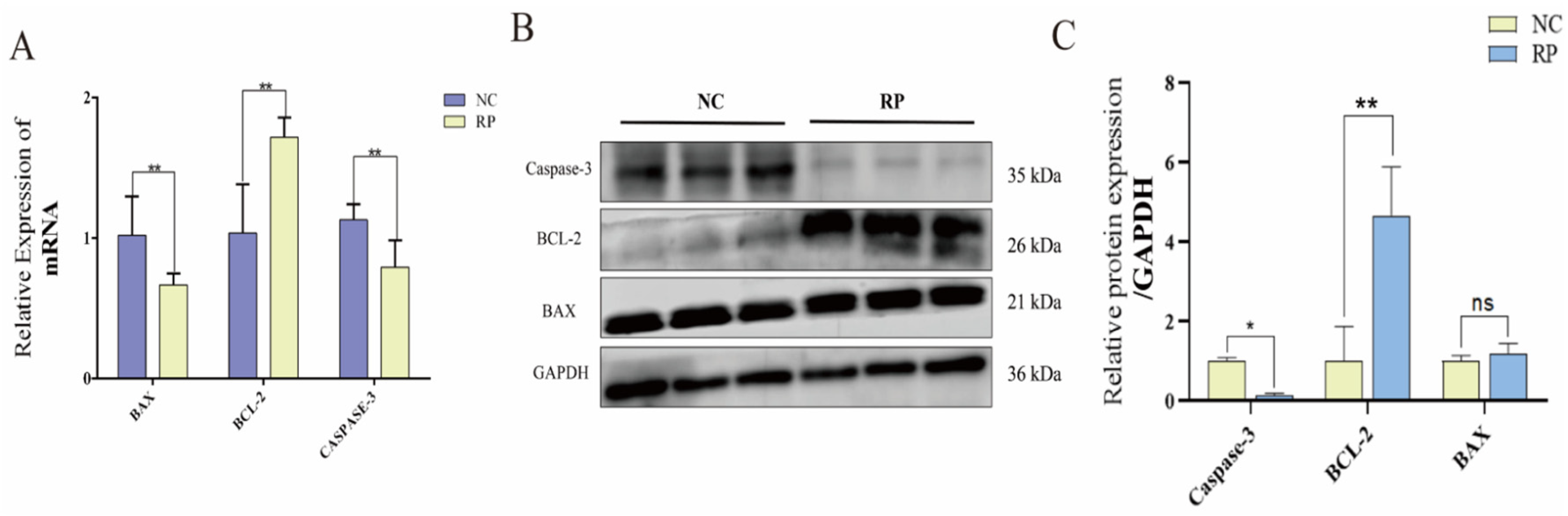 Cells 15 00558 g004 Cells 15 00558 g004