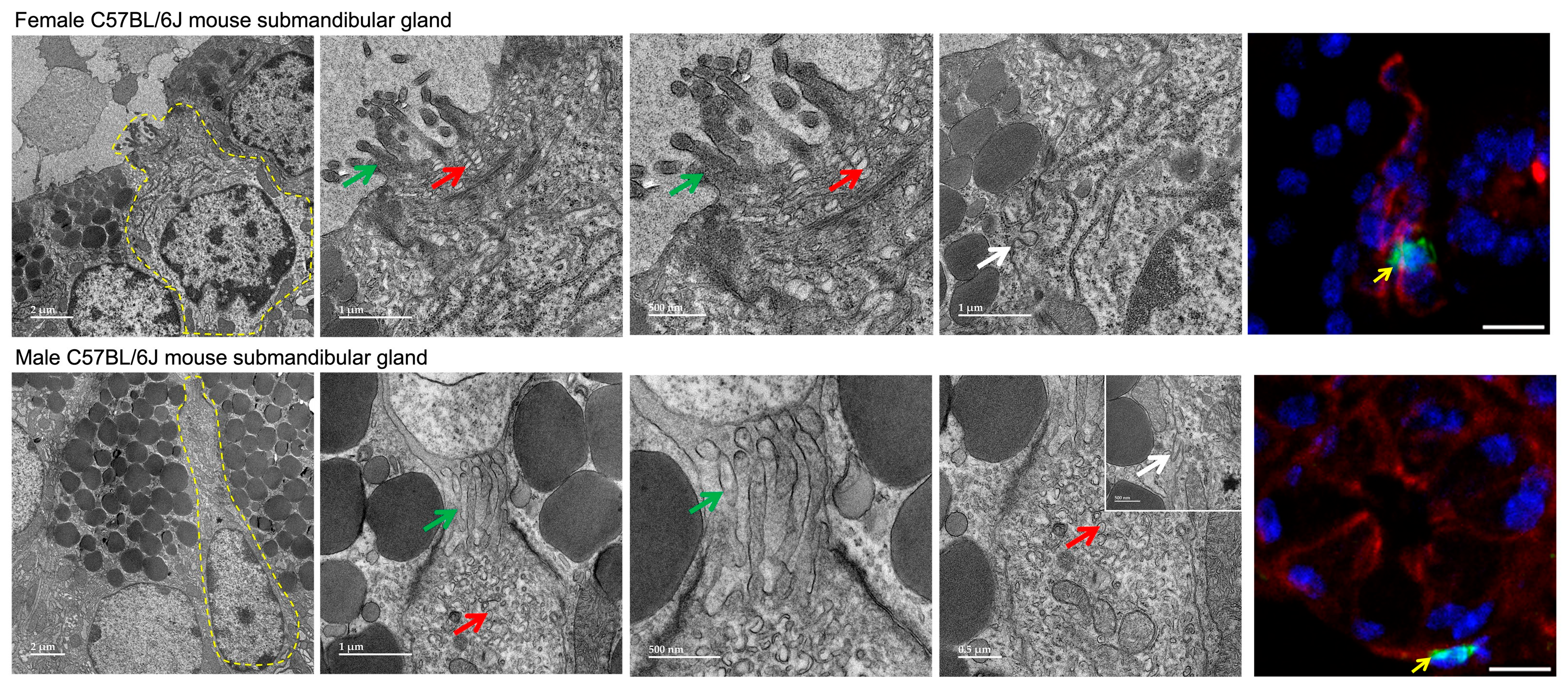 Cells 15 00583 g001 Cells 15 00583 g001