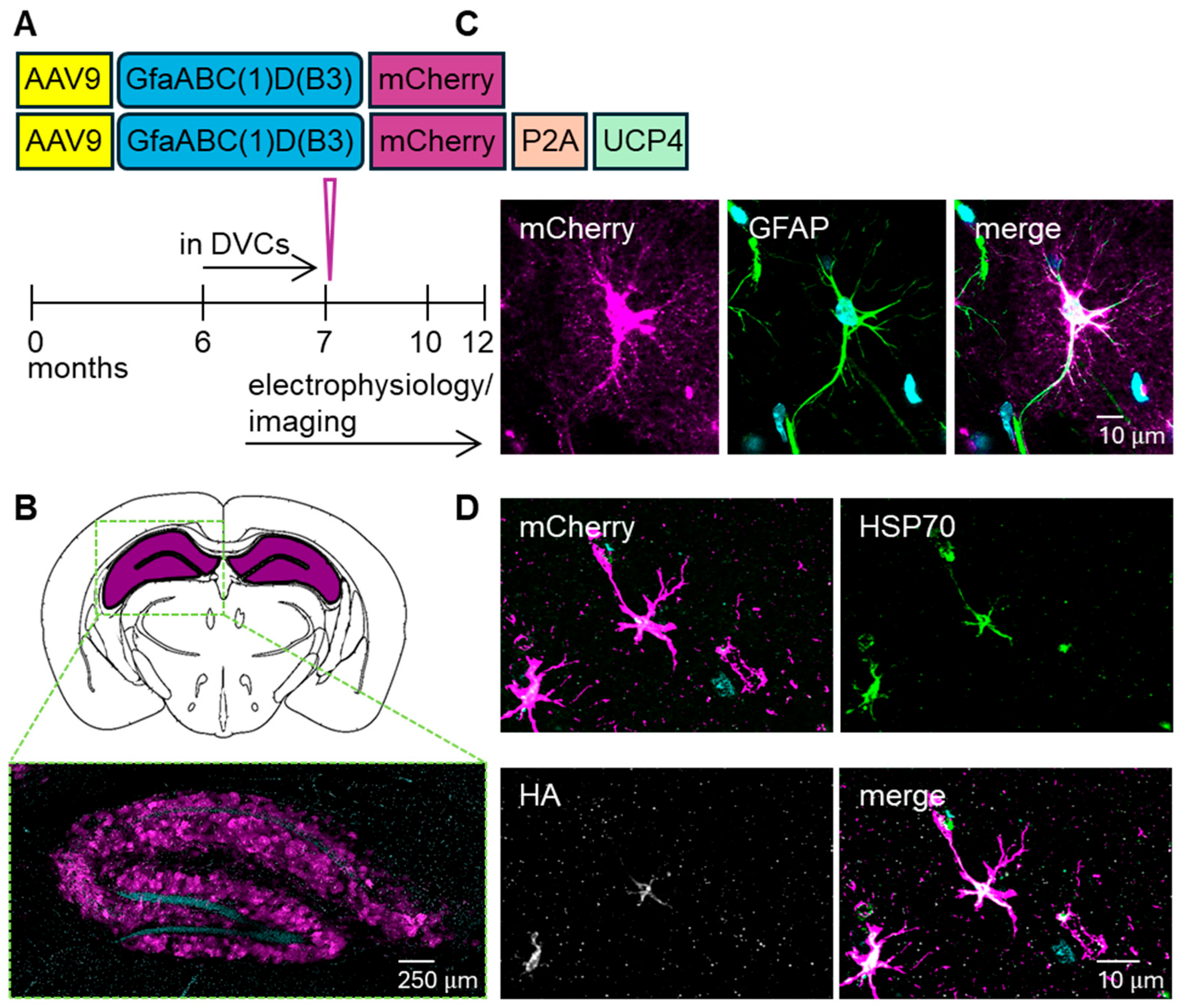 Cells 15 00597 g001 Cells 15 00597 g001