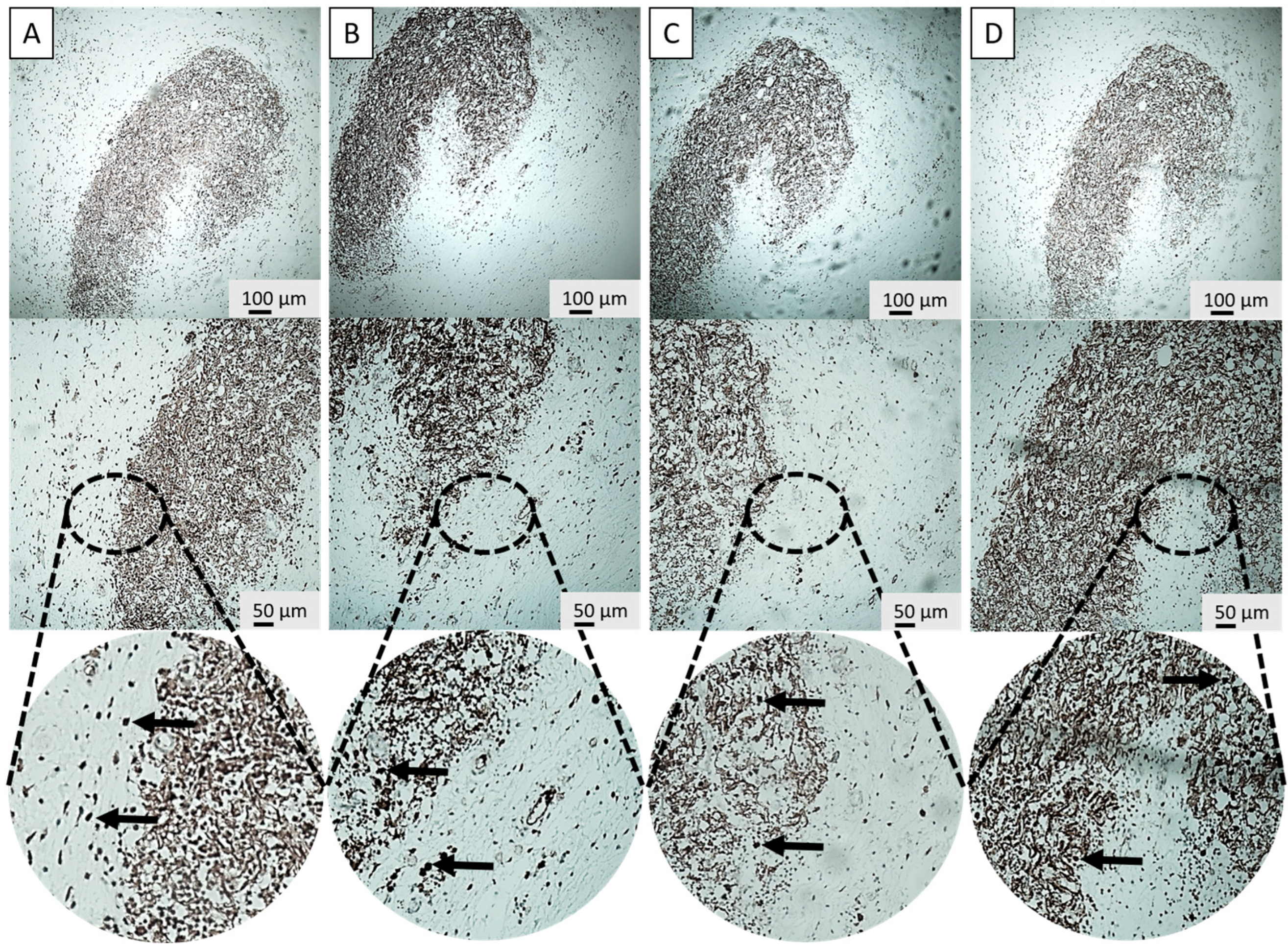 Cells 15 00600 g004