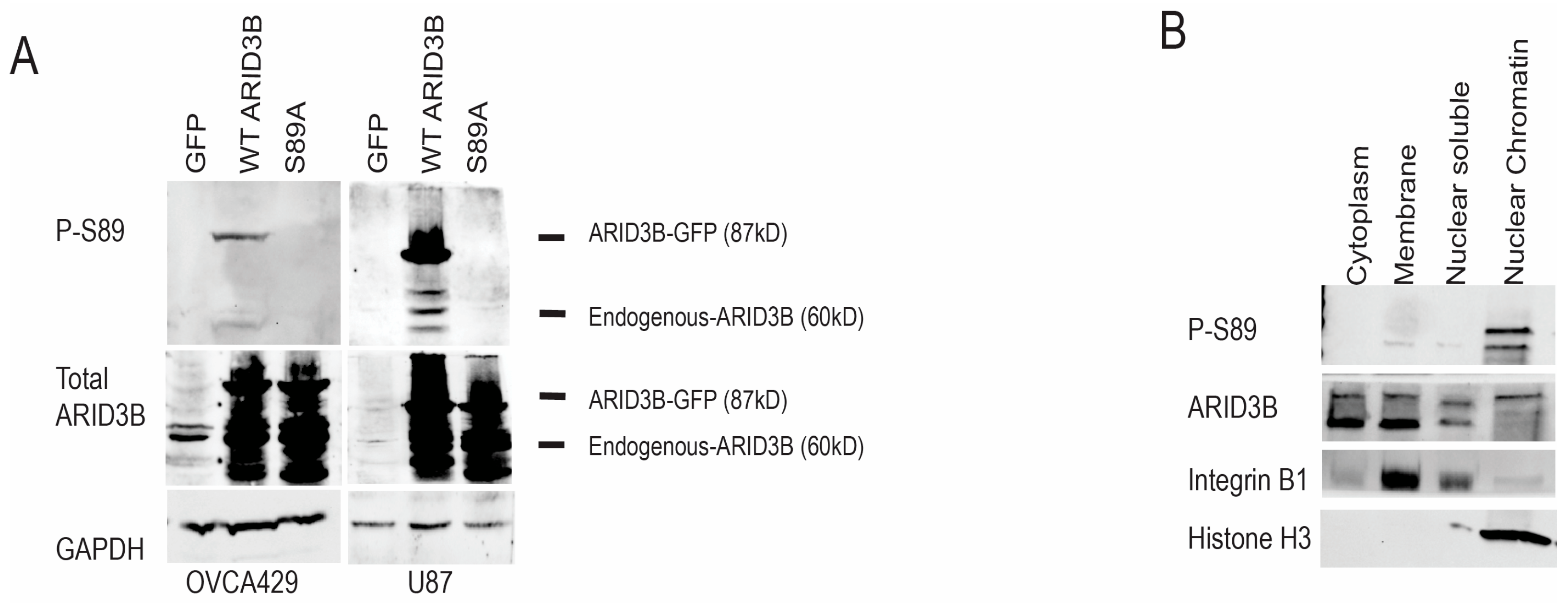 Cells 15 00612 g003