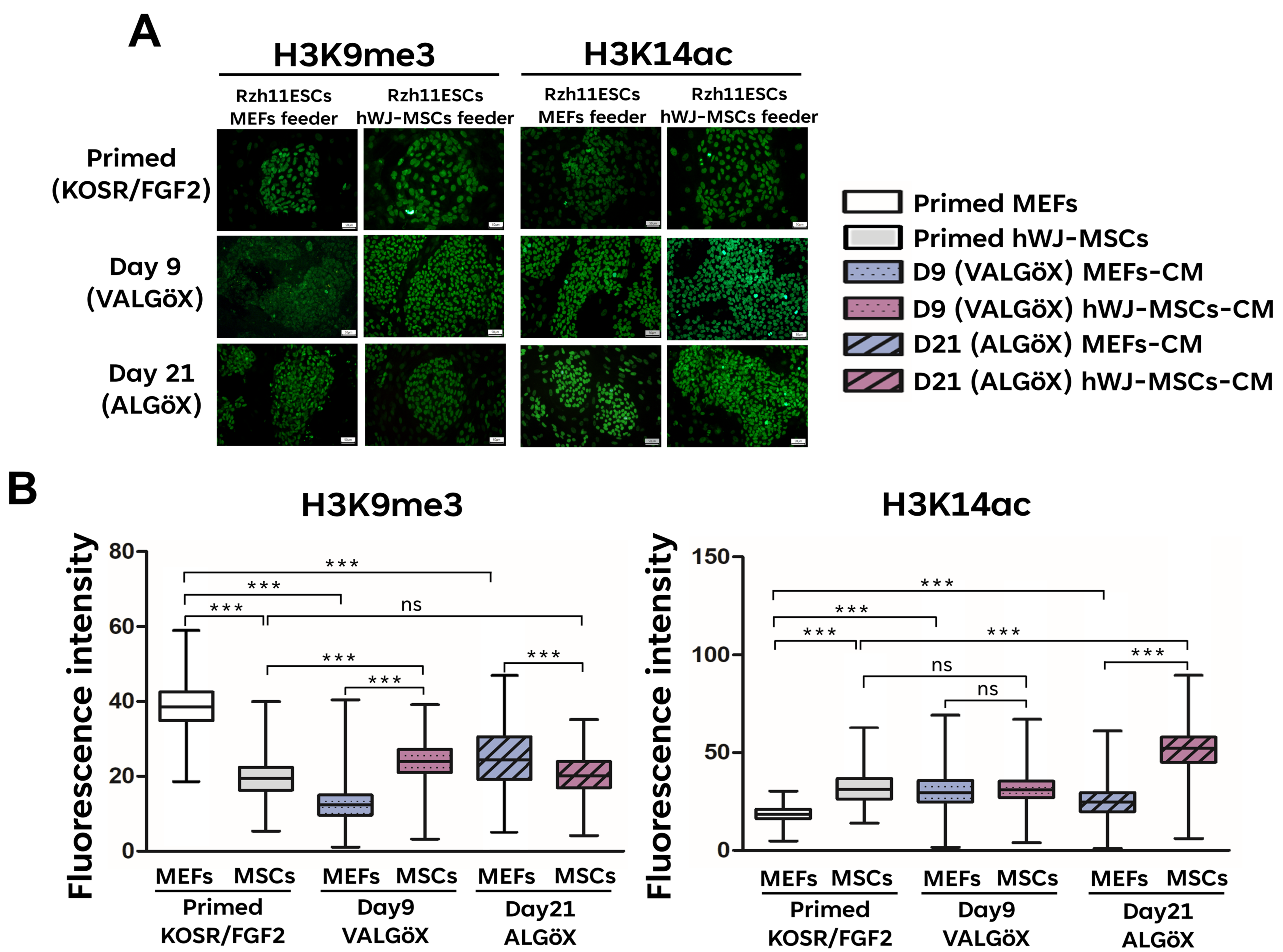Cells 15 00626 g004 Cells 15 00626 g004