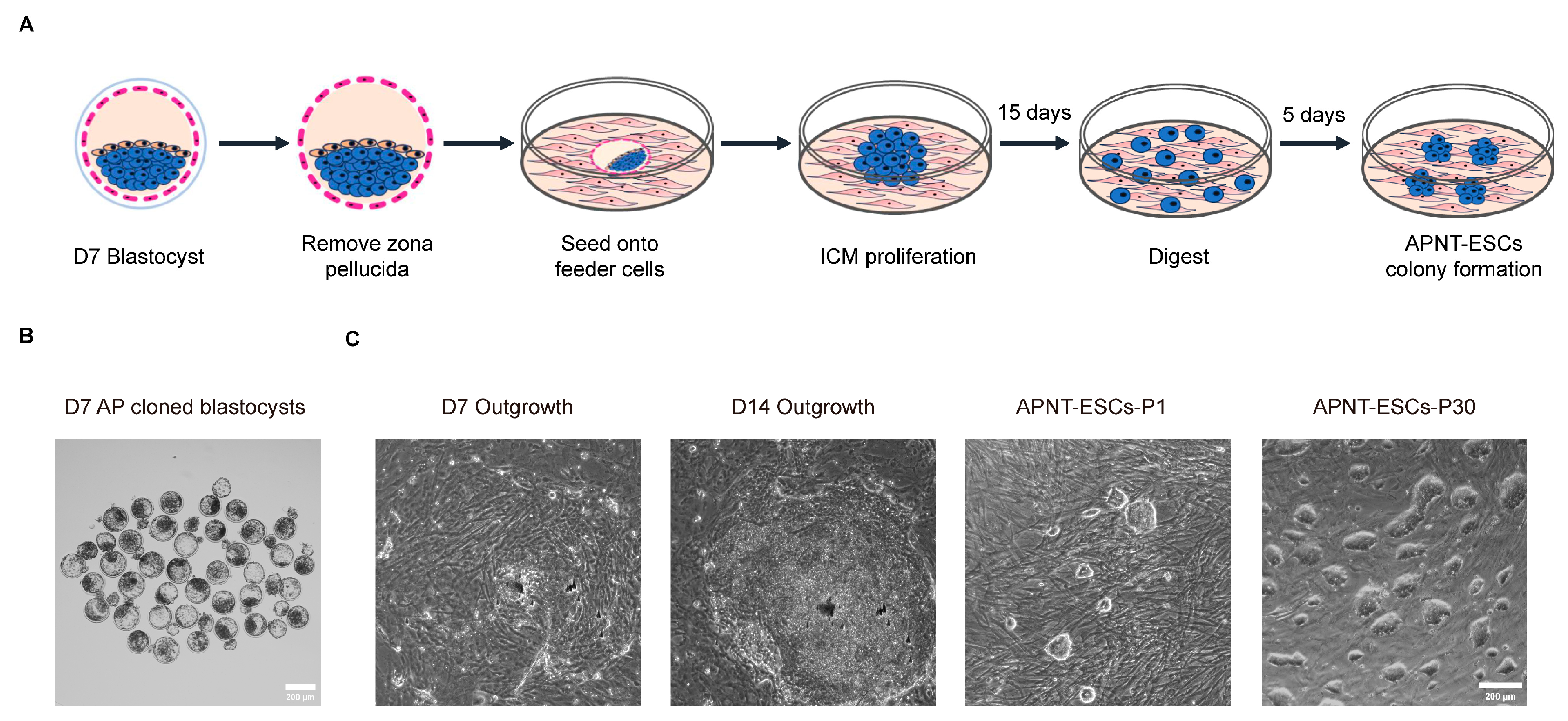 Cells 15 00627 g001 Cells 15 00627 g001