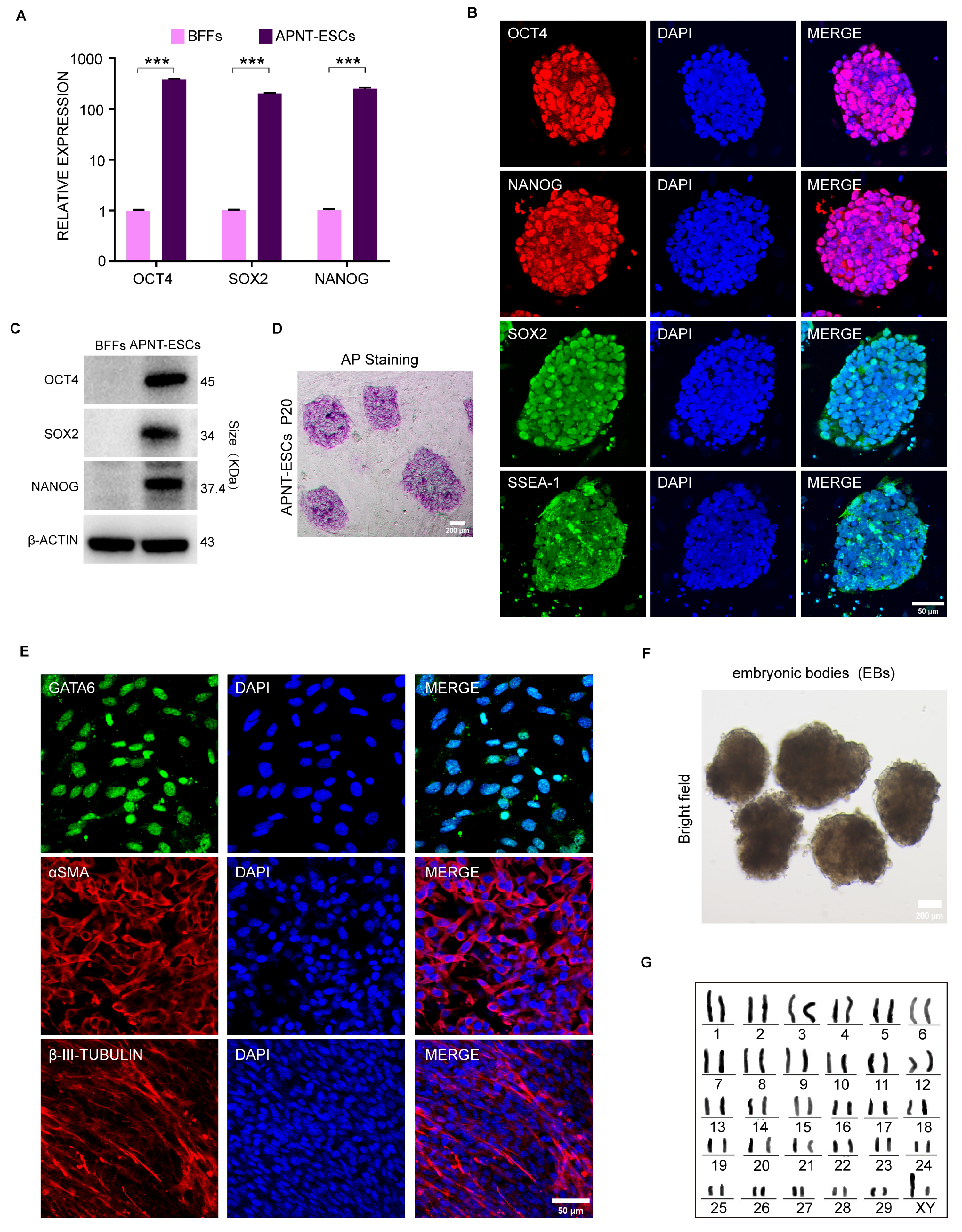 Cells 15 00627 g002 Cells 15 00627 g002