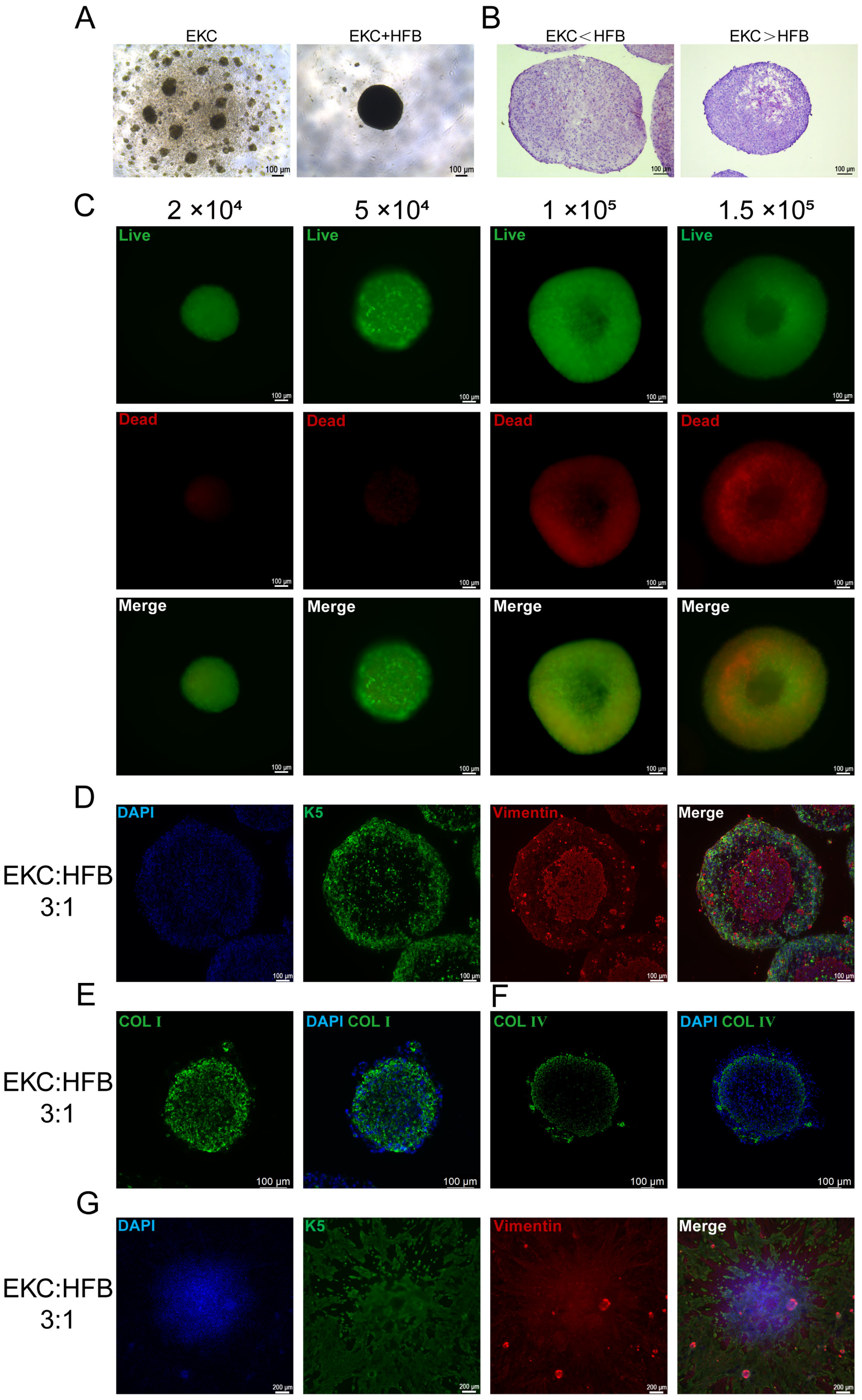 Cells 15 00631 g005 Cells 15 00631 g005