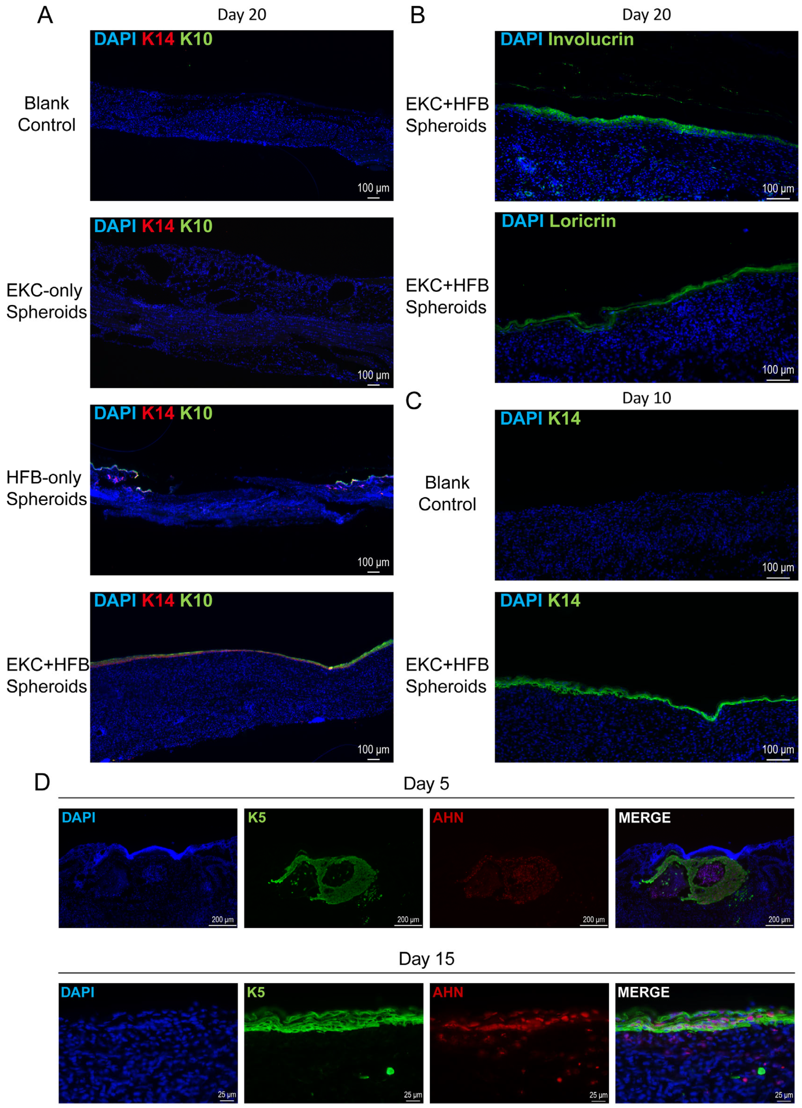 Cells 15 00631 g007 Cells 15 00631 g007