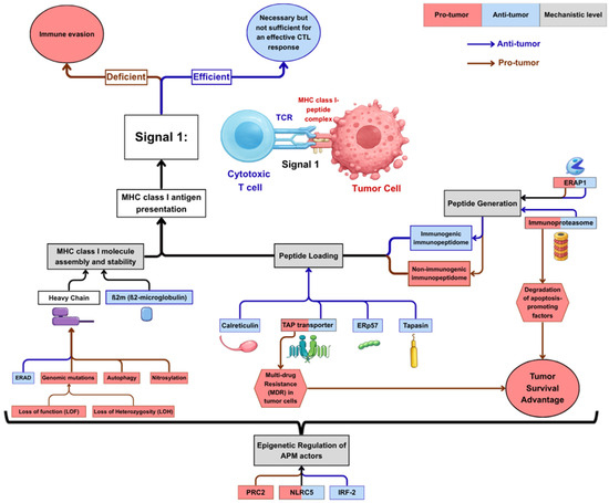 Messing with Signal 1: How Perturbed MHC Class I Antigen Presentation ...