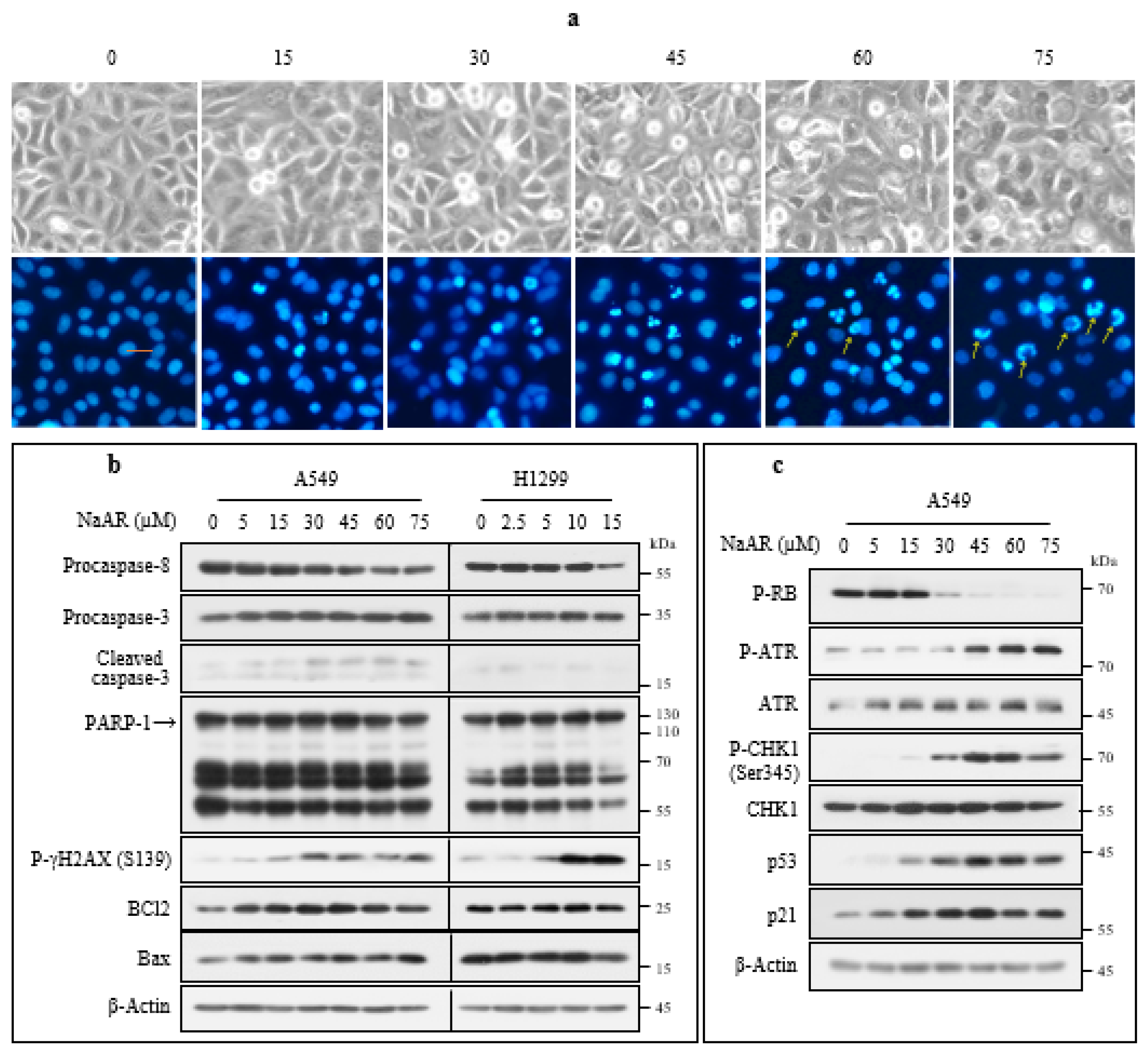 Cells 15 00659 g002 Cells 15 00659 g002