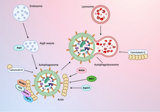 Autophagy–Actin Crosstalk: Implications for Cellular Homeostasis