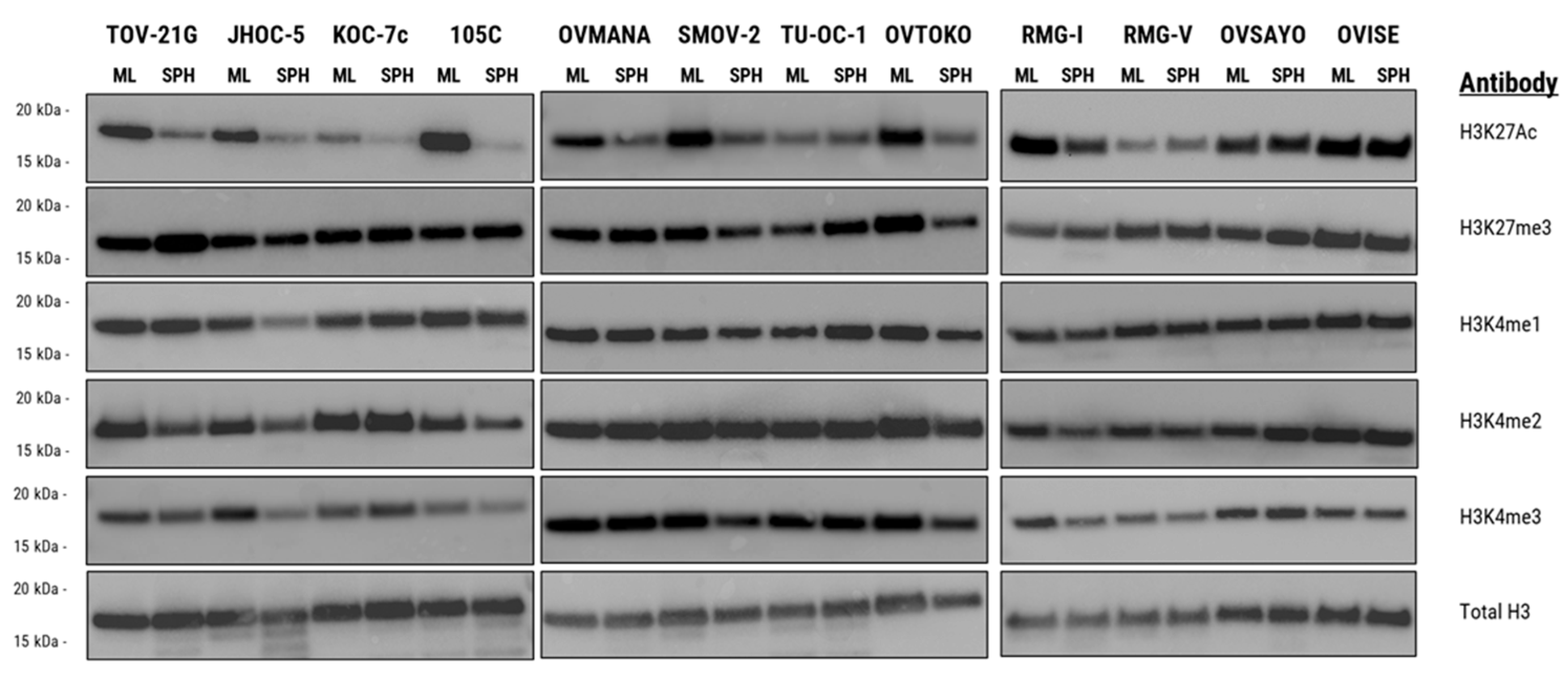 Cells 15 00673 g001 Cells 15 00673 g001