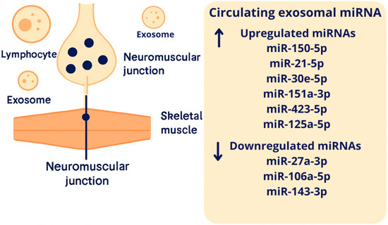 Exosomes in Myasthenia Gravis—Review