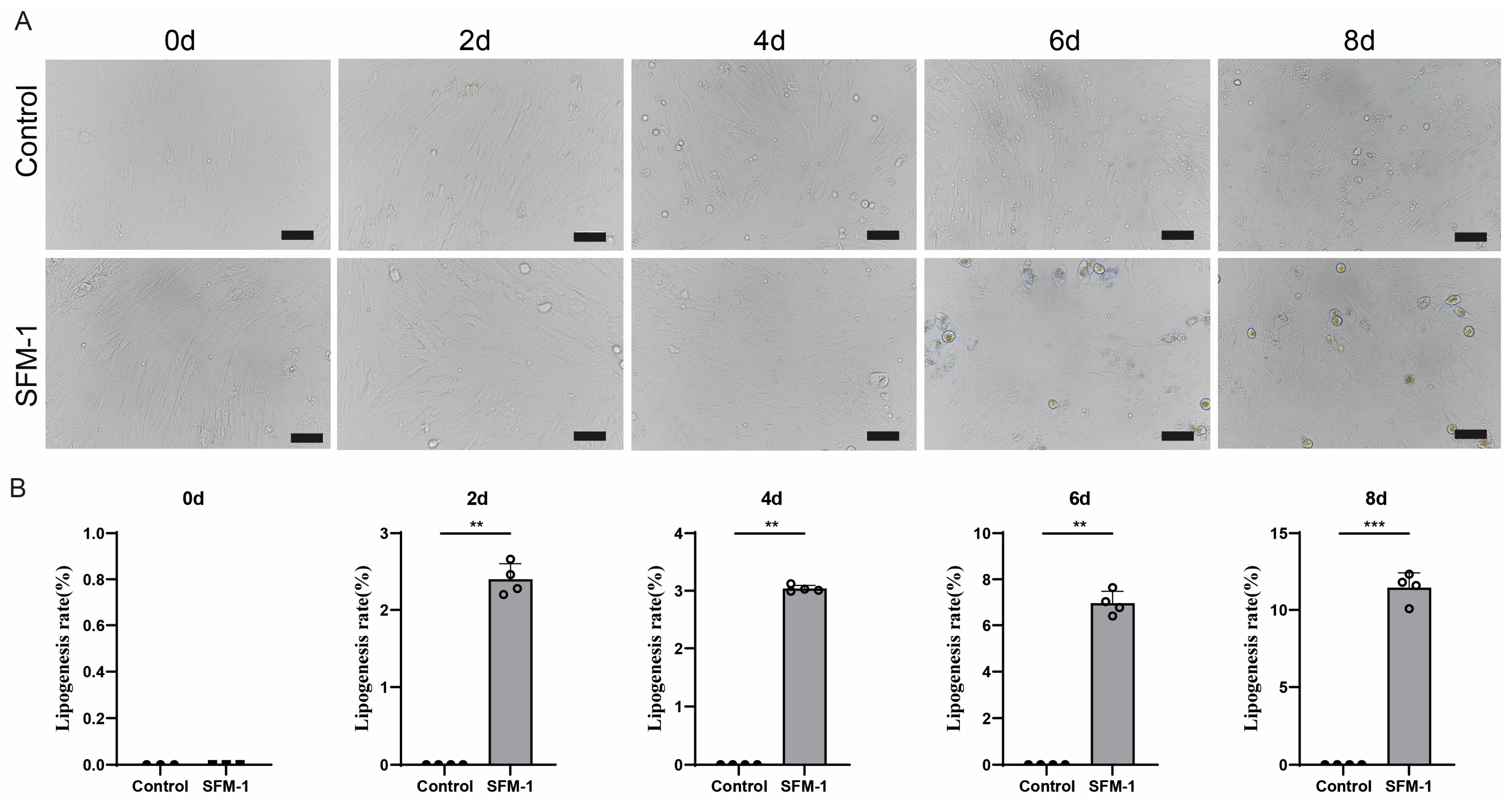 Cells 15 00684 g002 Cells 15 00684 g002