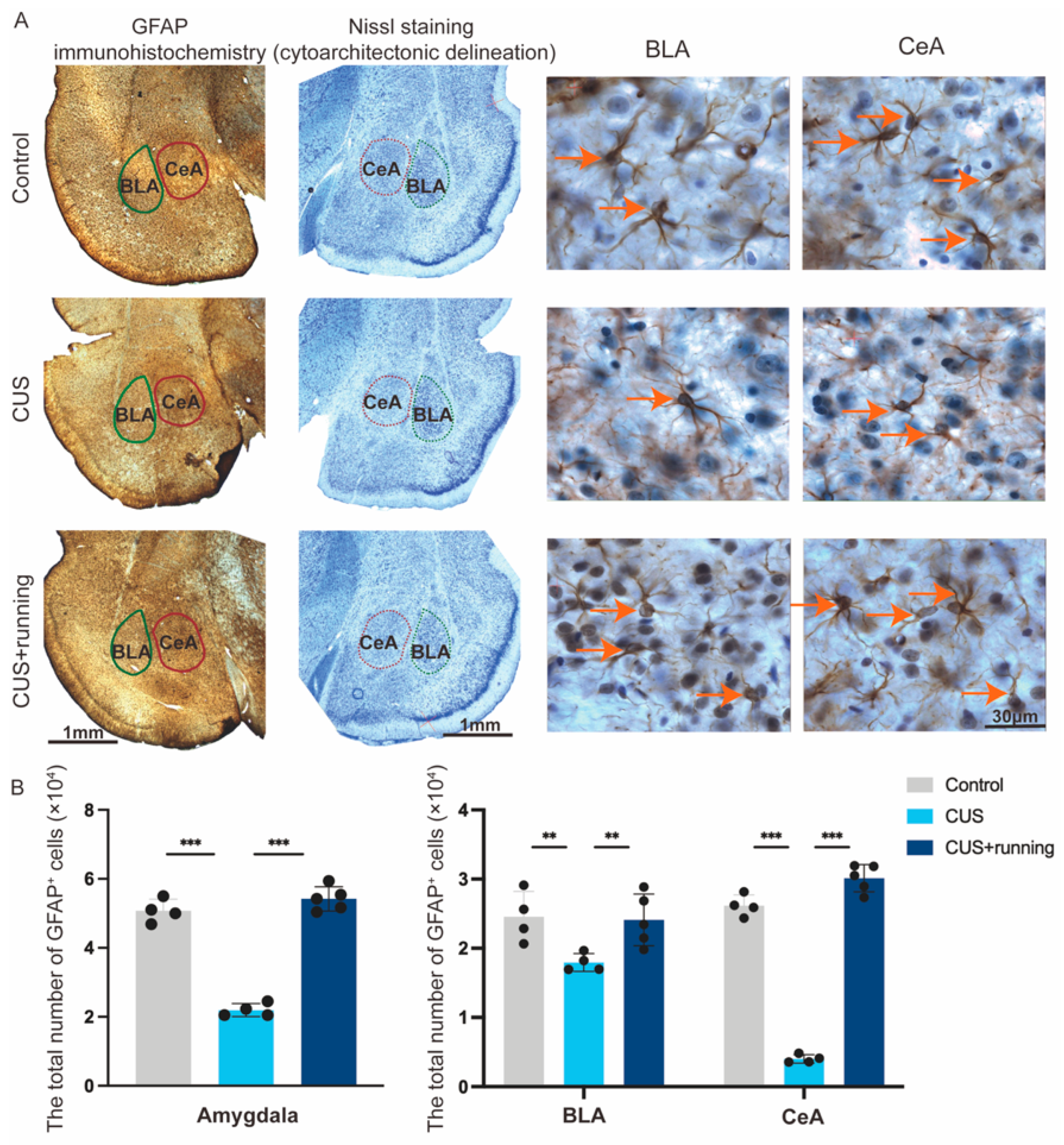 Cells 15 00693 g006 Cells 15 00693 g006
