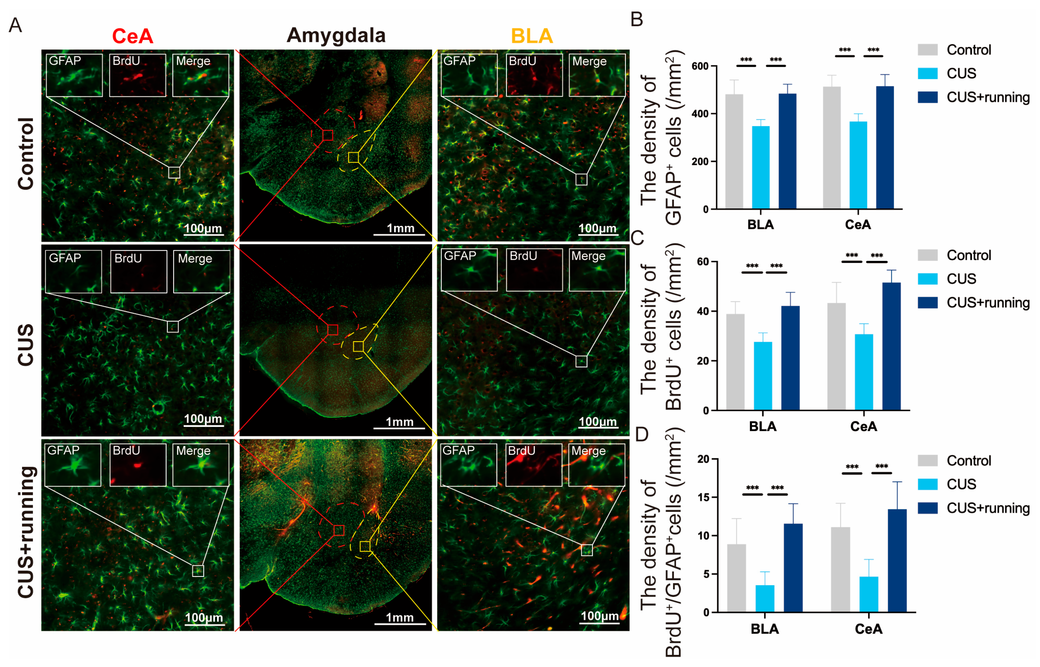 Cells 15 00693 g008 Cells 15 00693 g008