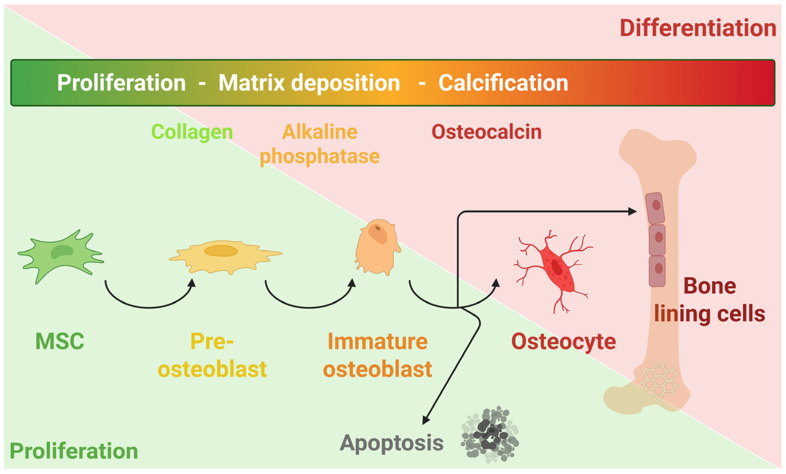 Cells 15 00697 g001 Cells 15 00697 g001