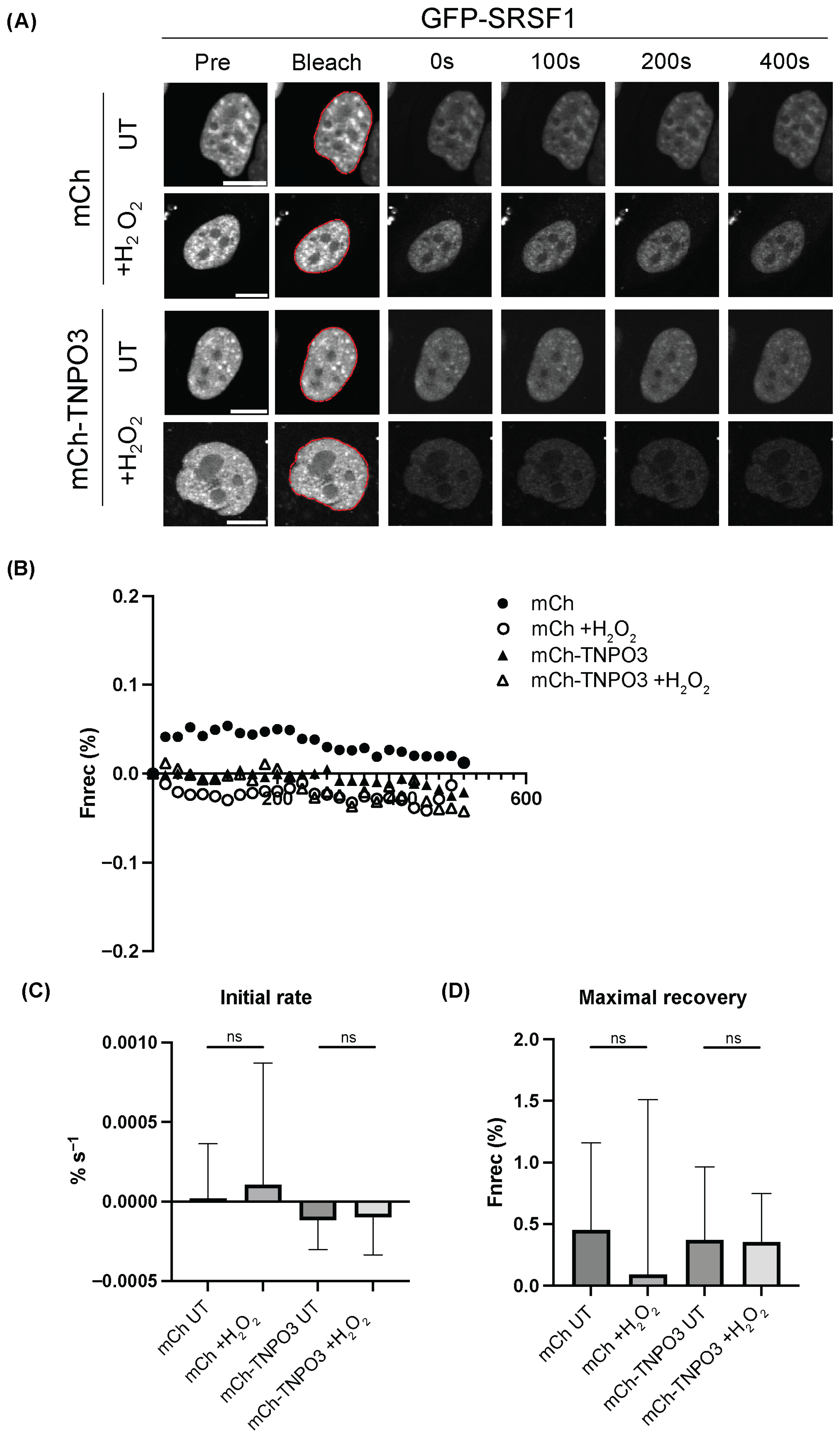 Cells 15 00708 g005 Cells 15 00708 g005