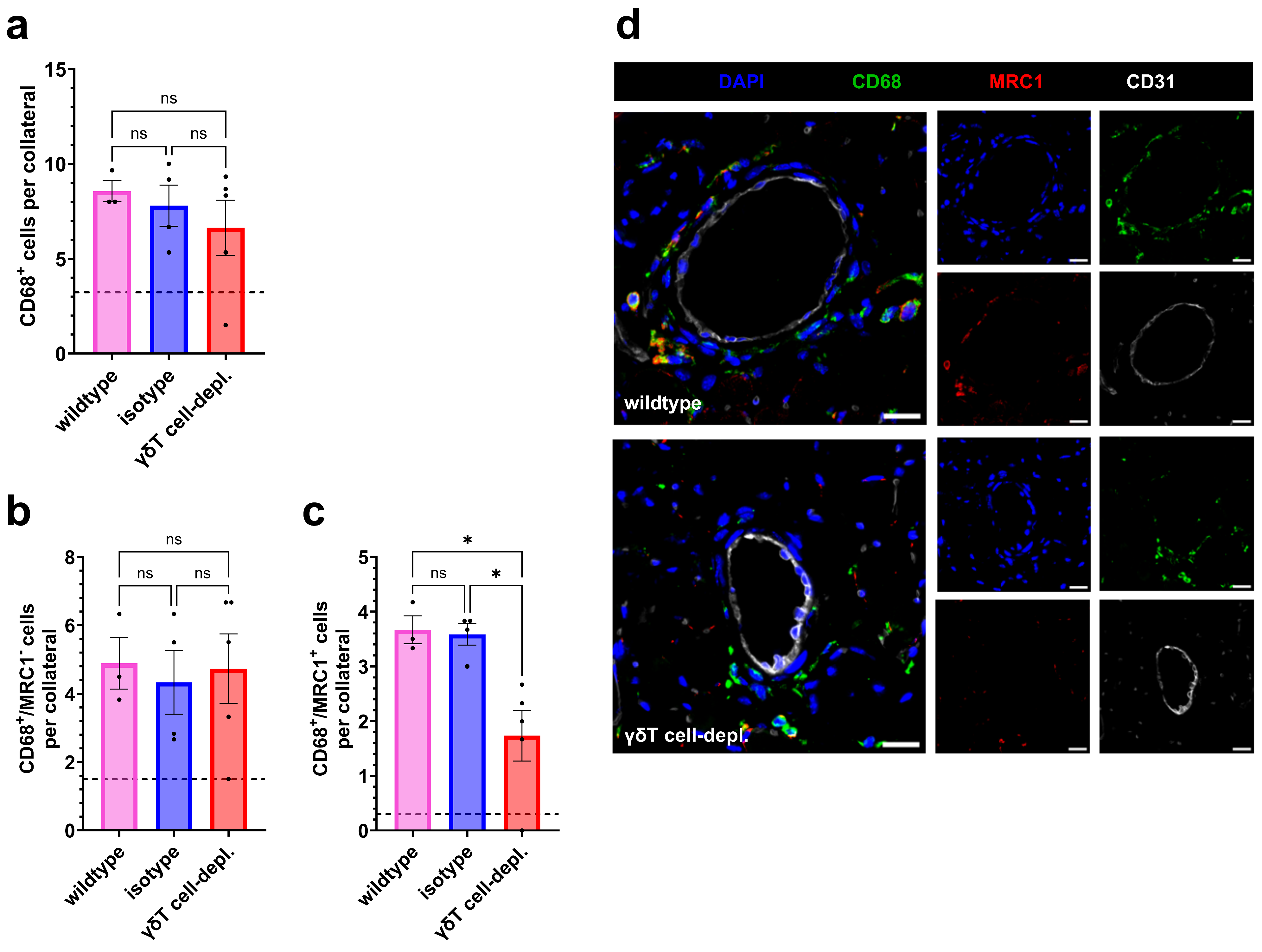 Cells 15 00709 g002 Cells 15 00709 g002